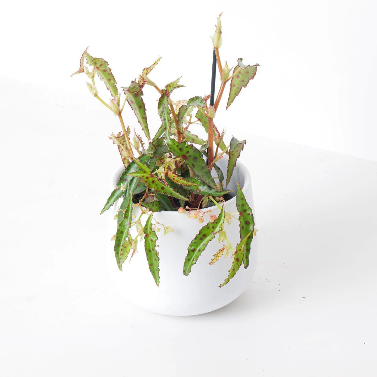 Begonia Amphioxus - Image 6