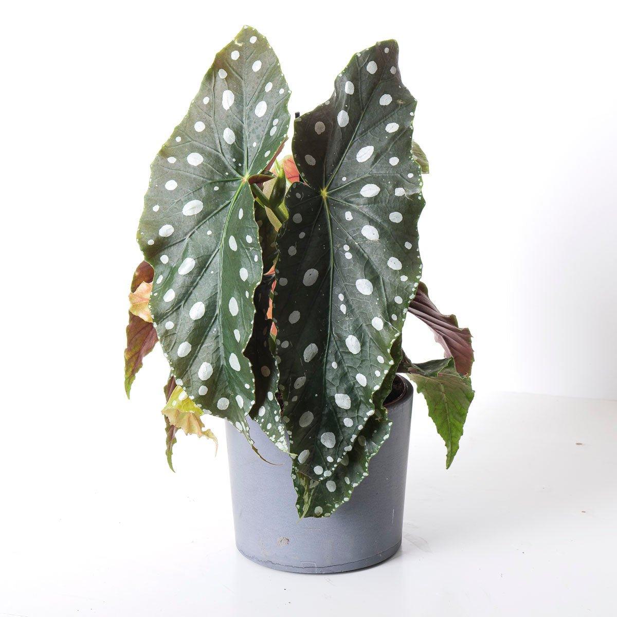 Begonia Maculata 'MegaDot'
