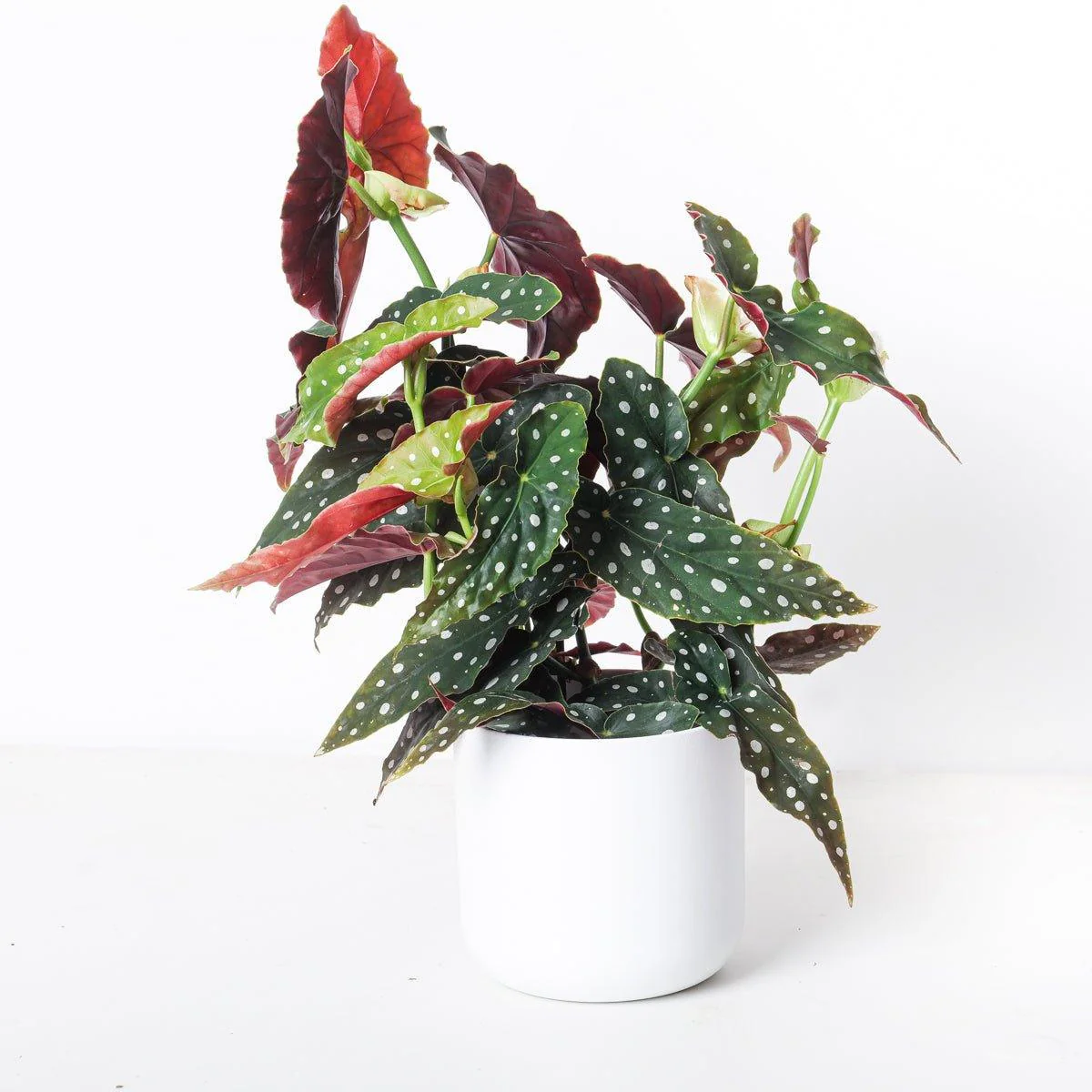 Begonia Maculata | Polka Dot Begonia
