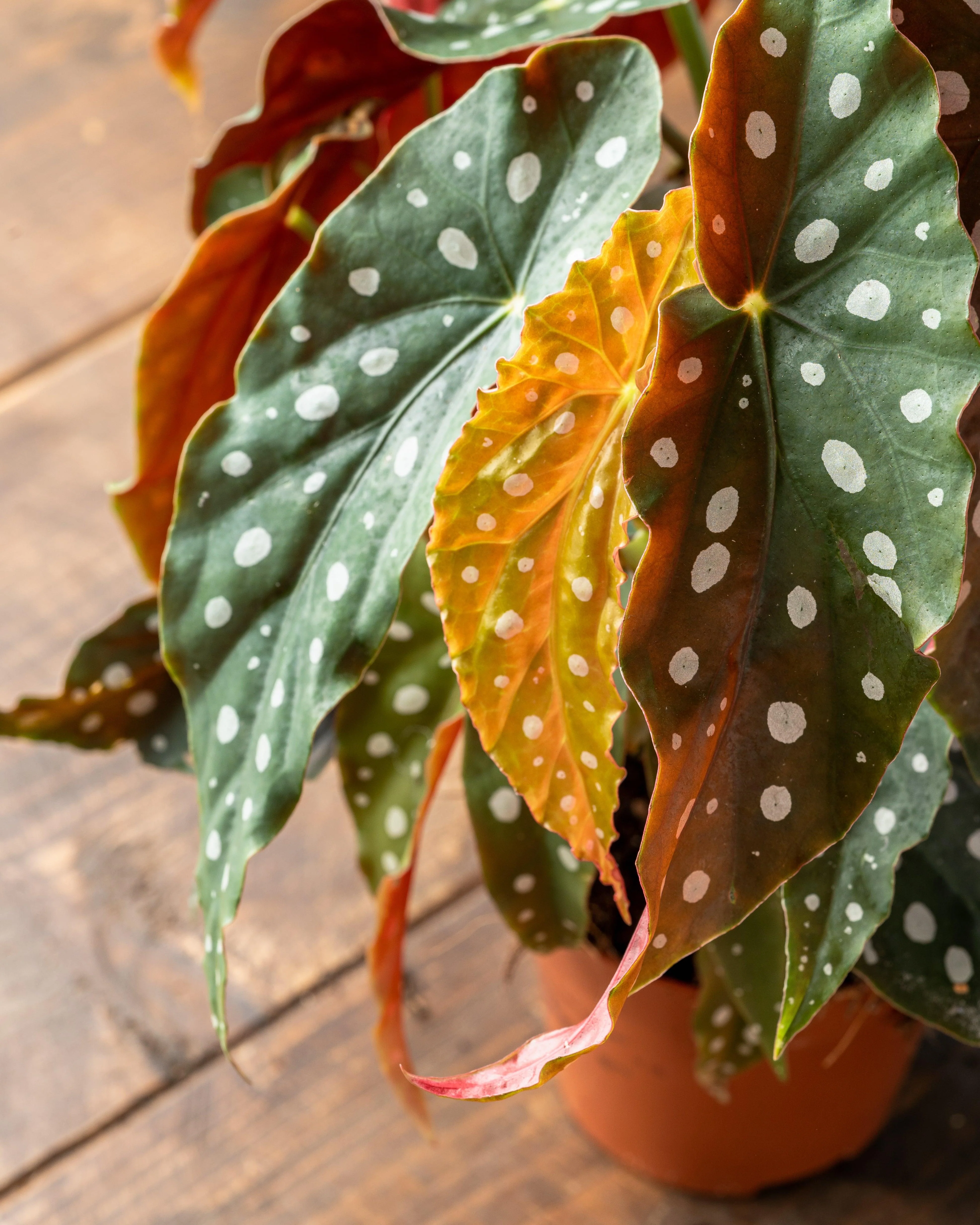 Begonia Maculata | Polka Dot Begonia - Image 2
