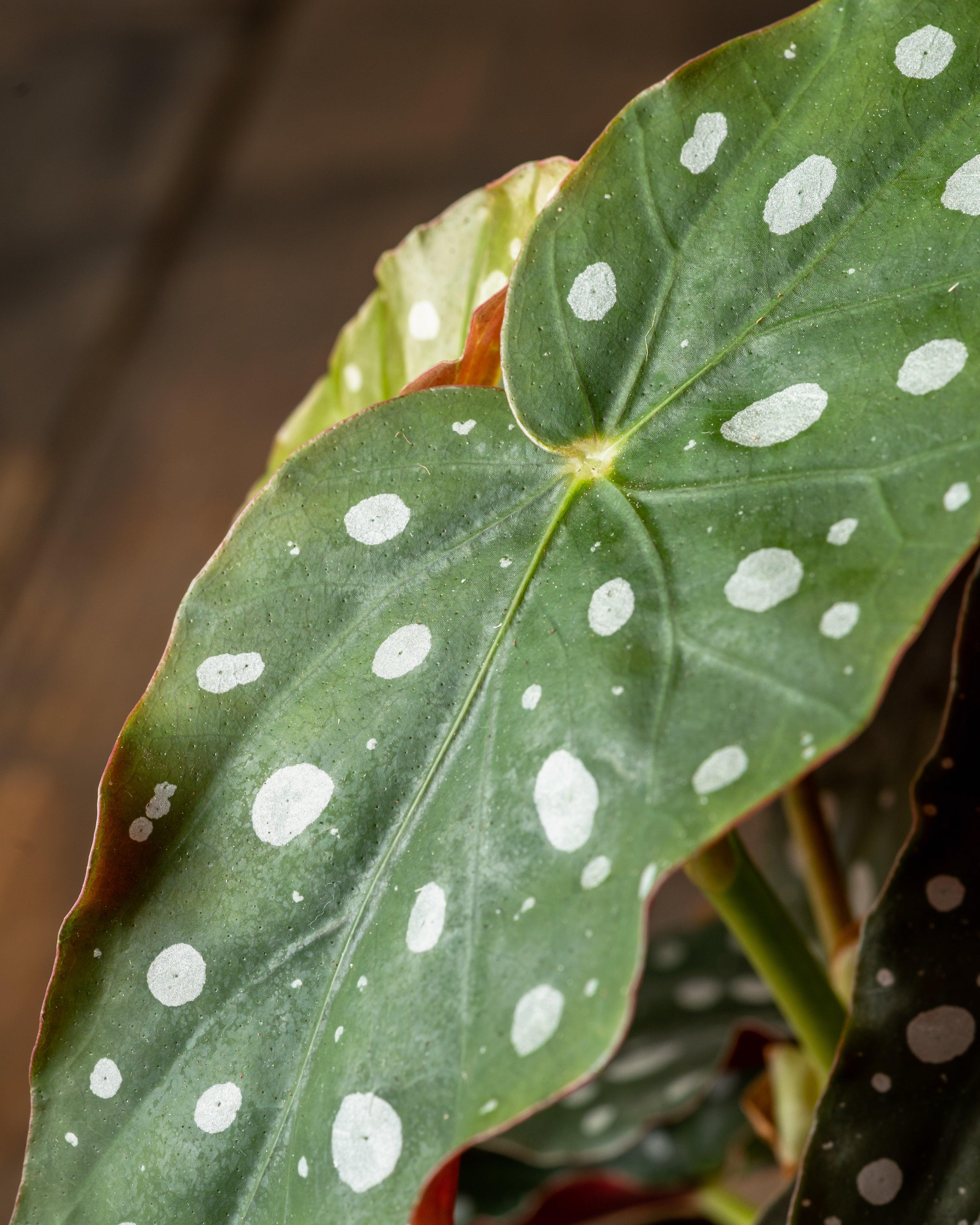 Begonia Maculata | Polka Dot Begonia - Image 3
