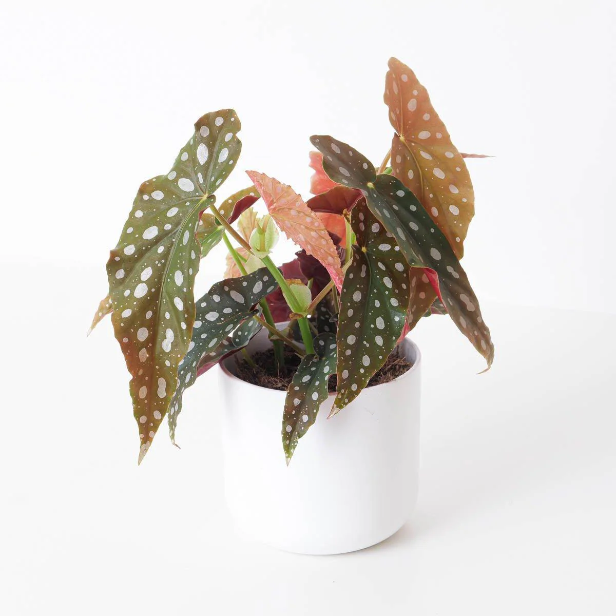 Begonia Maculata | Polka Dot Begonia - Image 4