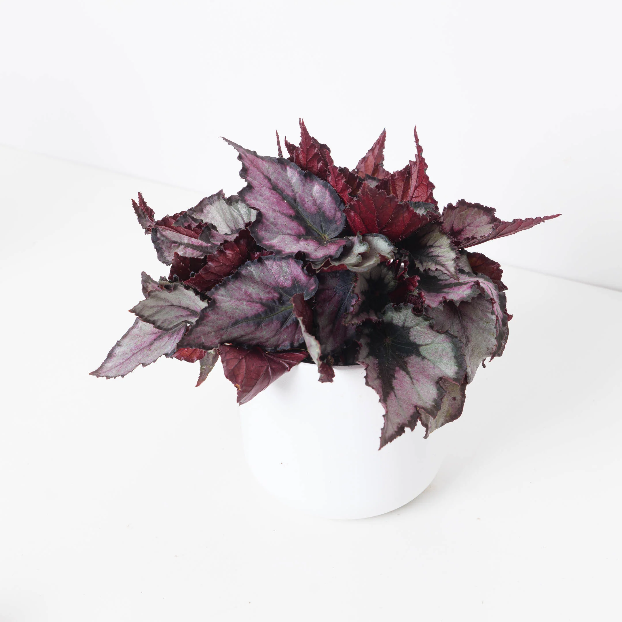 Begonia Magma