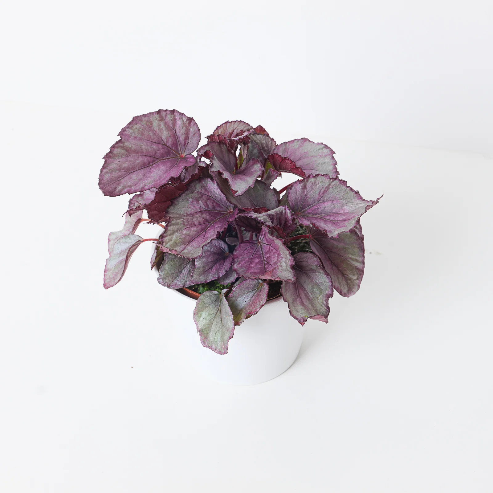 Begonia Maori Haze