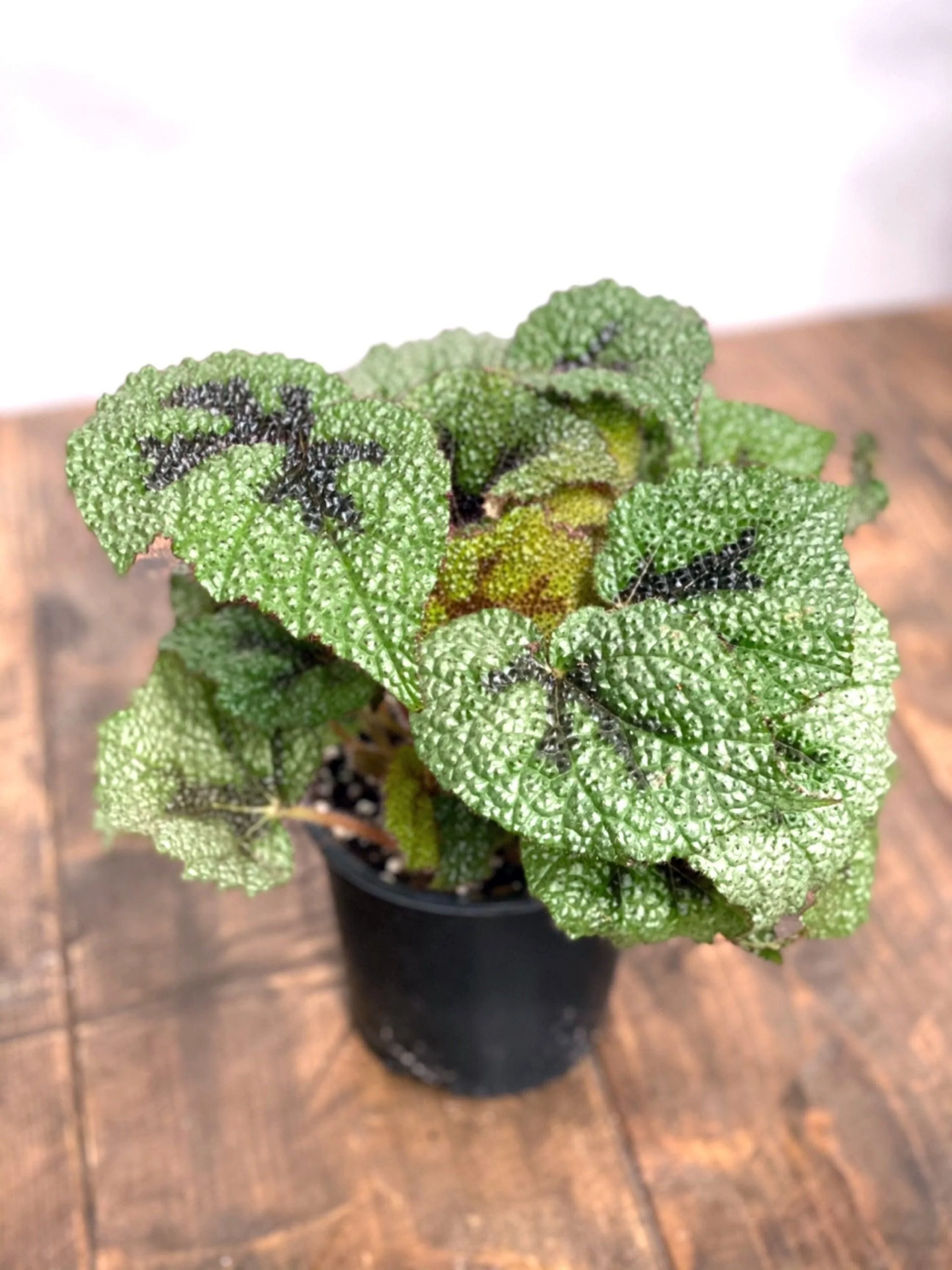 Begonia Masoniana Iron Cross - Image 3