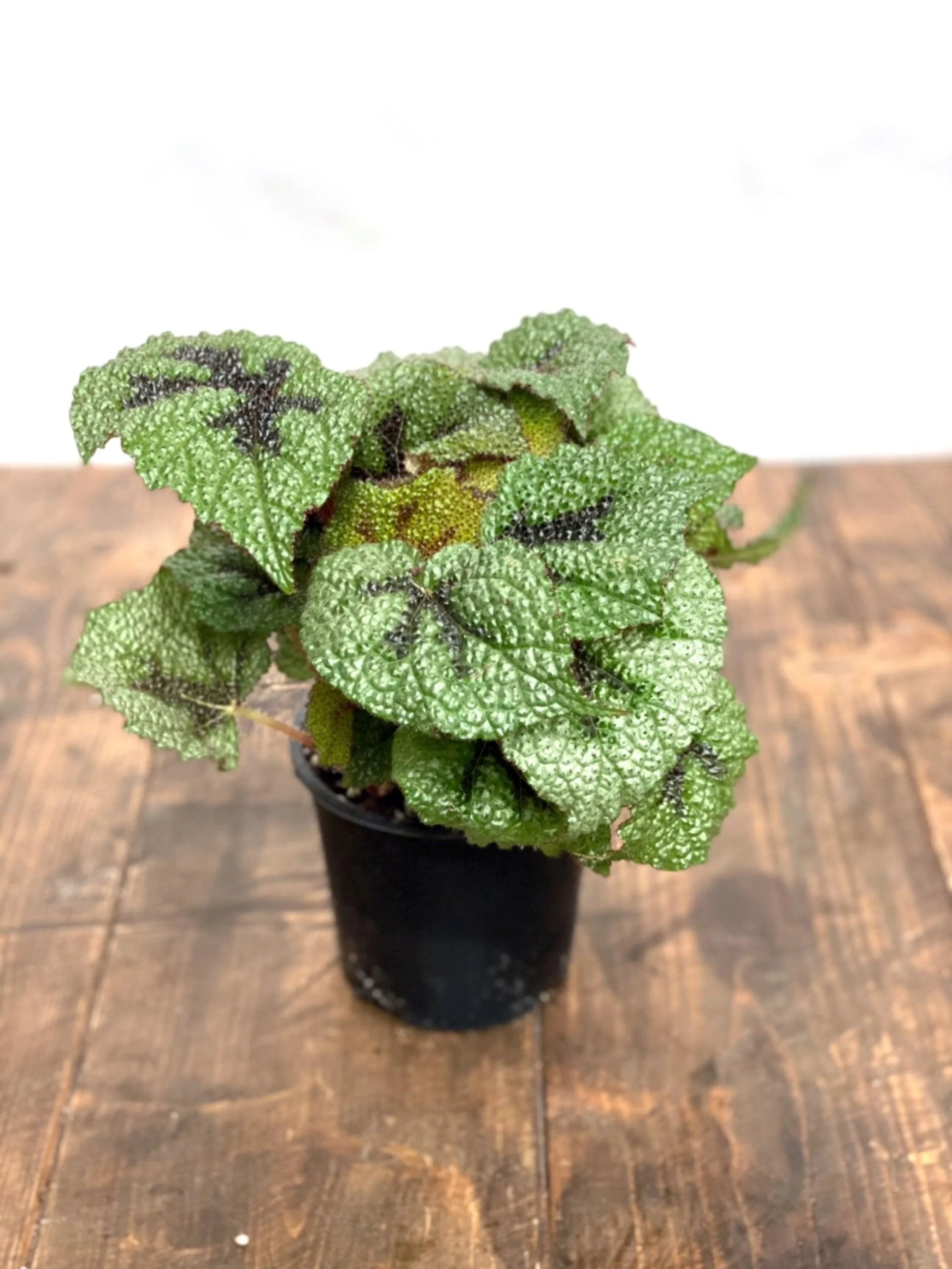 Begonia Masoniana Iron Cross - Image 4