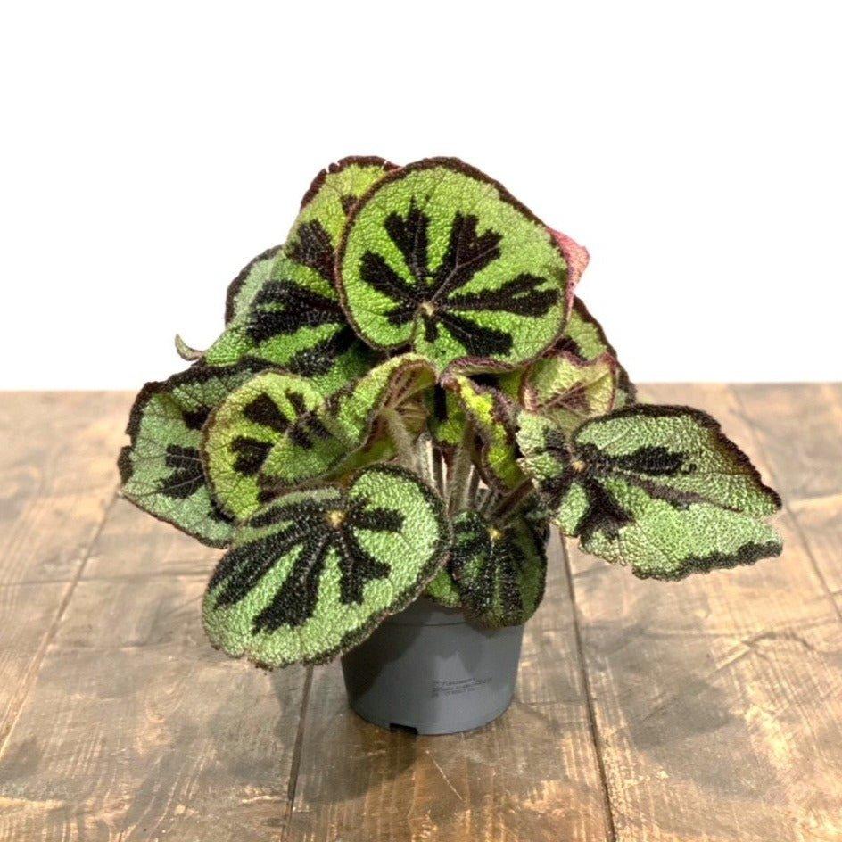 Begonia Masoniana Iron Cross - Image 5
