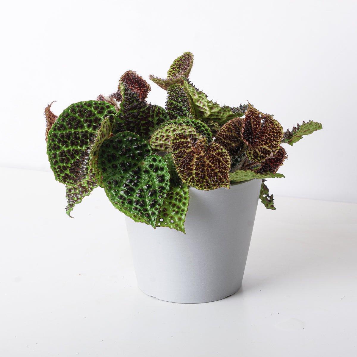 Begonia melanobullata