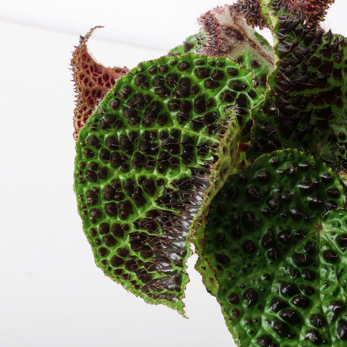Begonia melanobullata - Image 2