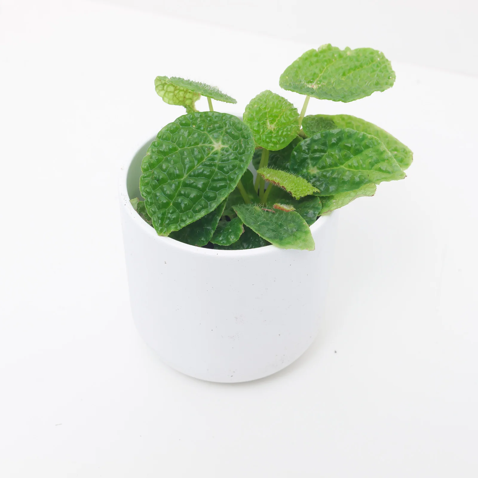 Begonia microsperma | Begonia ficicola