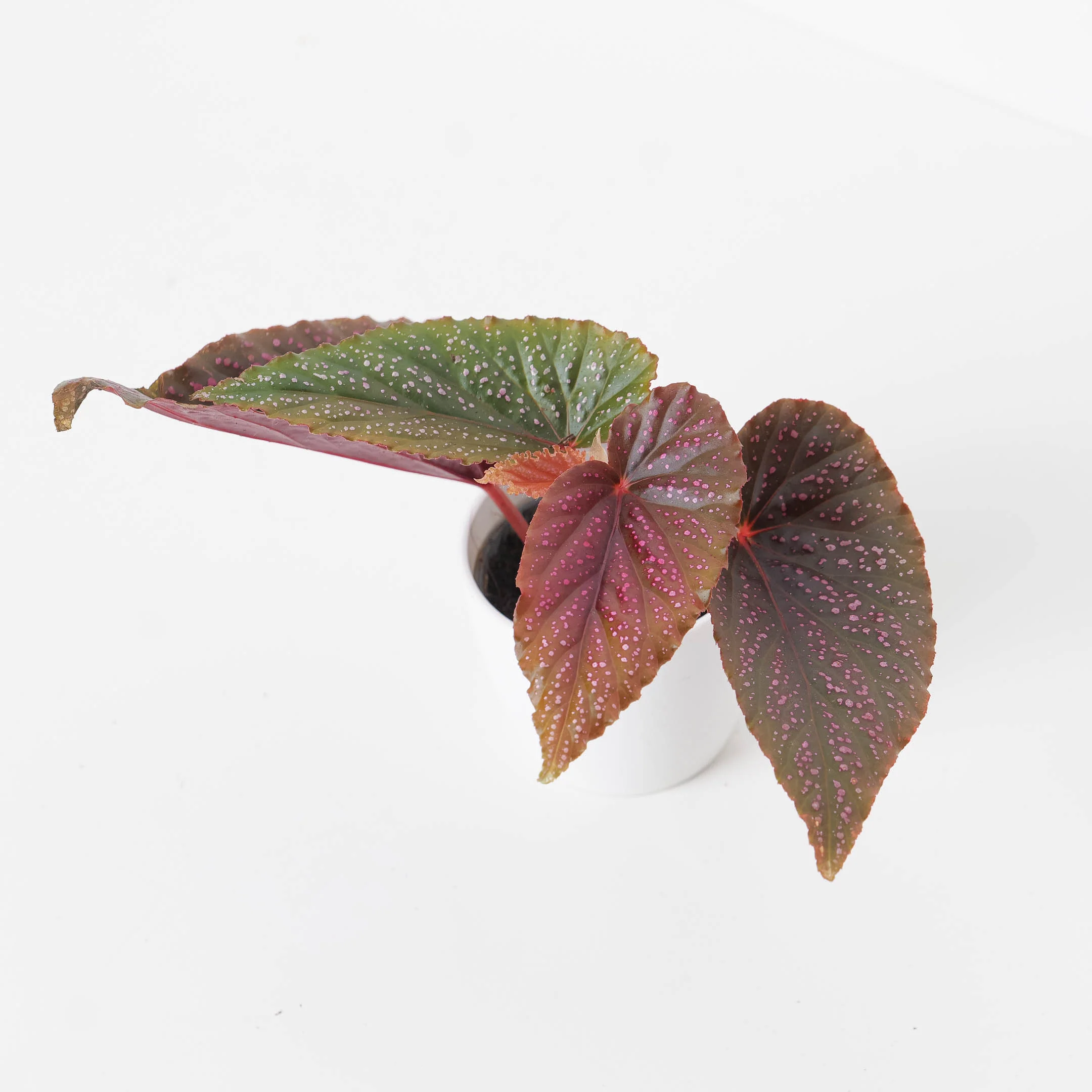 Begonia Polka Dot Pink