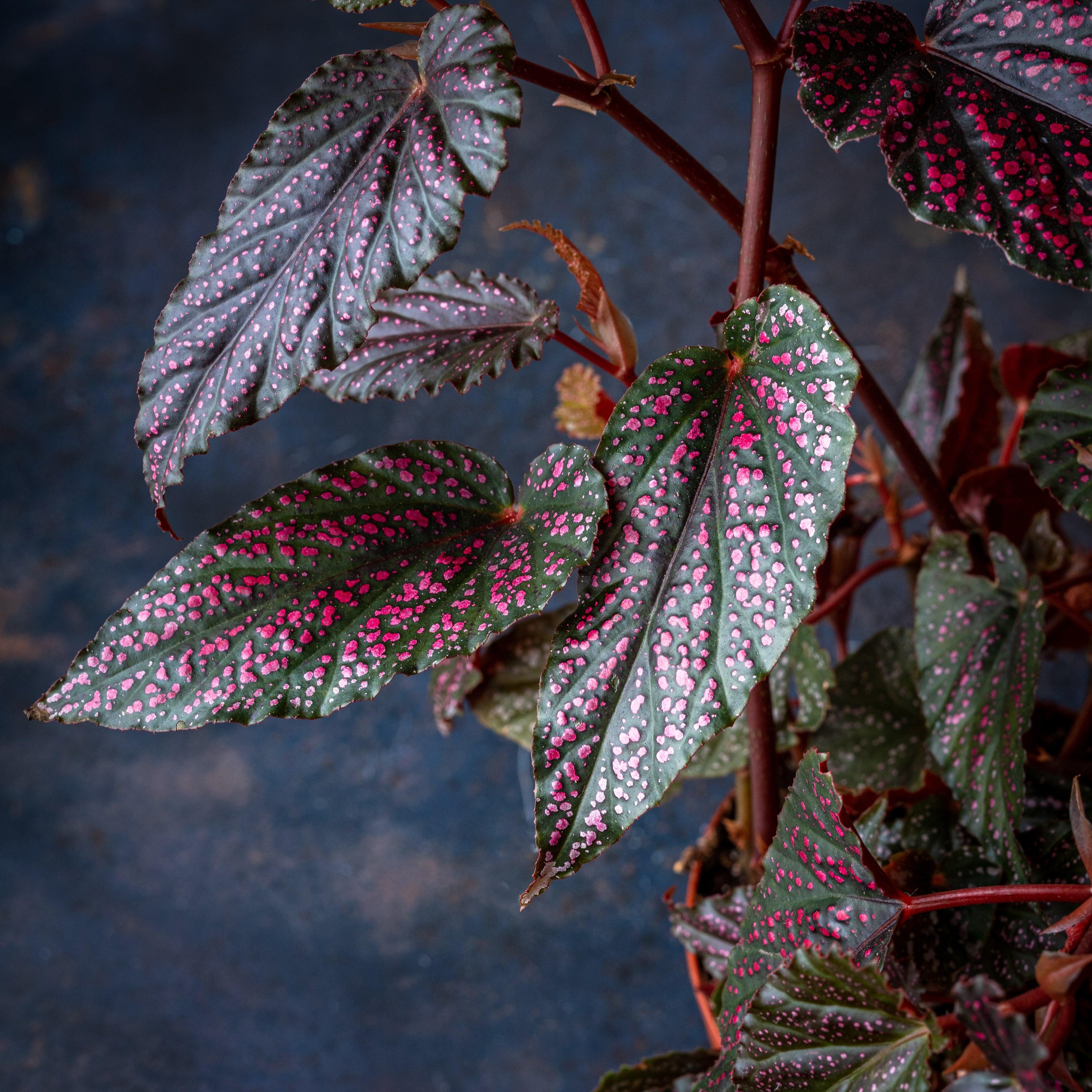 Begonia Polka Dot Pink - Image 2