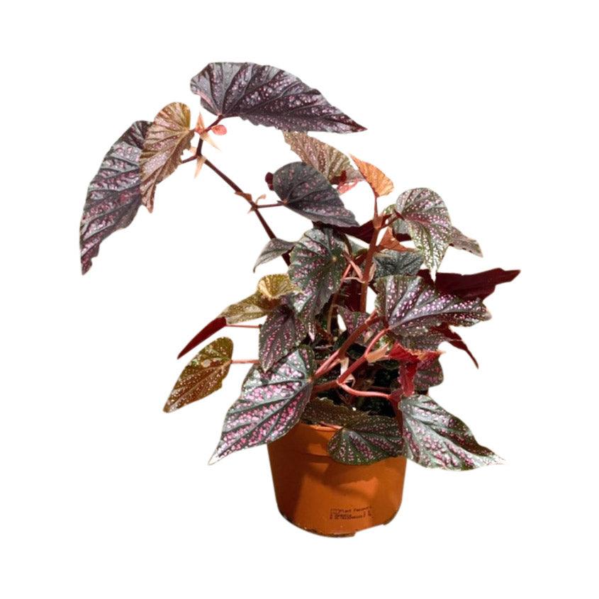 Begonia Polka Dot Pink - Image 3