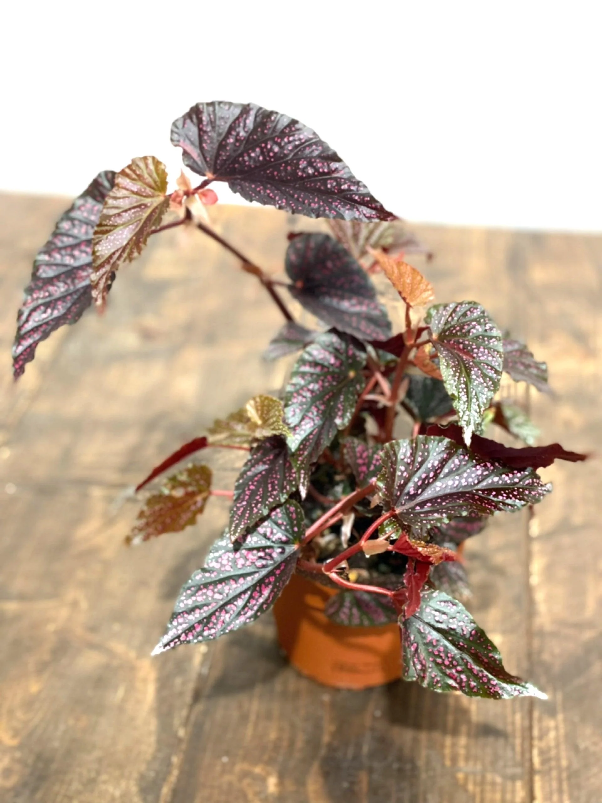 Begonia Polka Dot Pink - Image 4