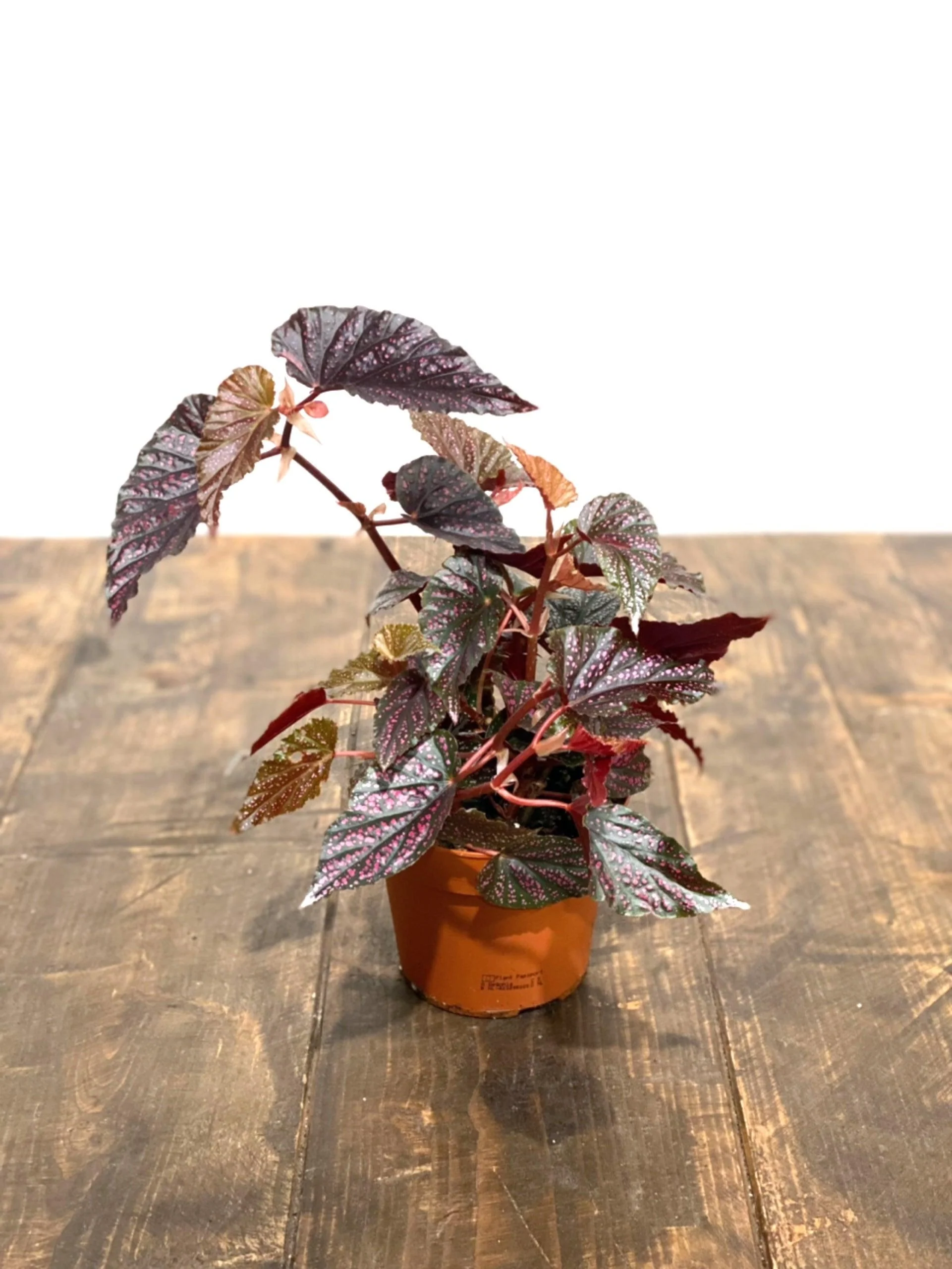 Begonia Polka Dot Pink - Image 5