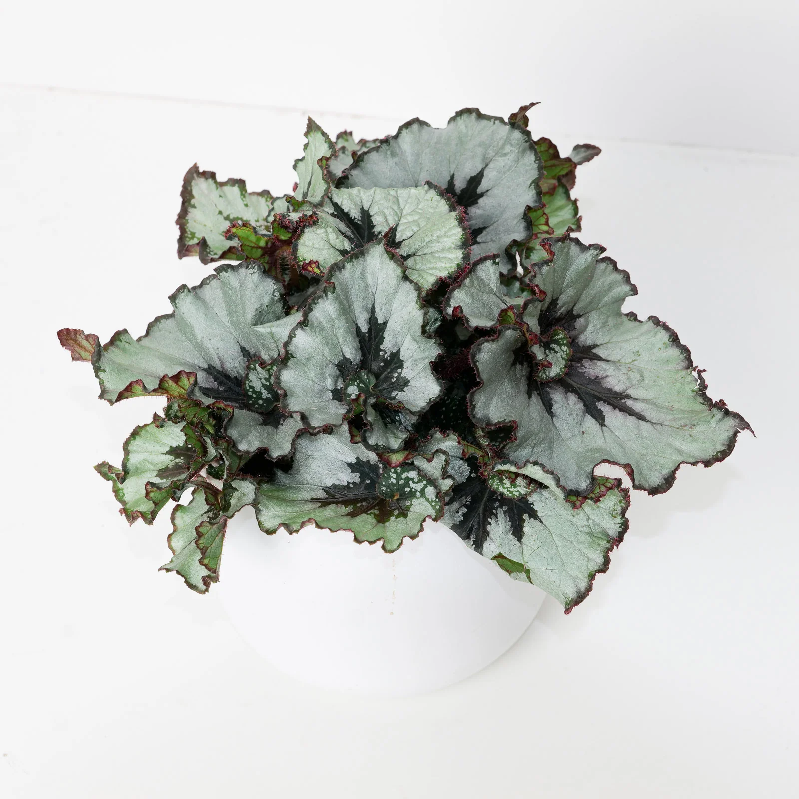 Begonia Escargot