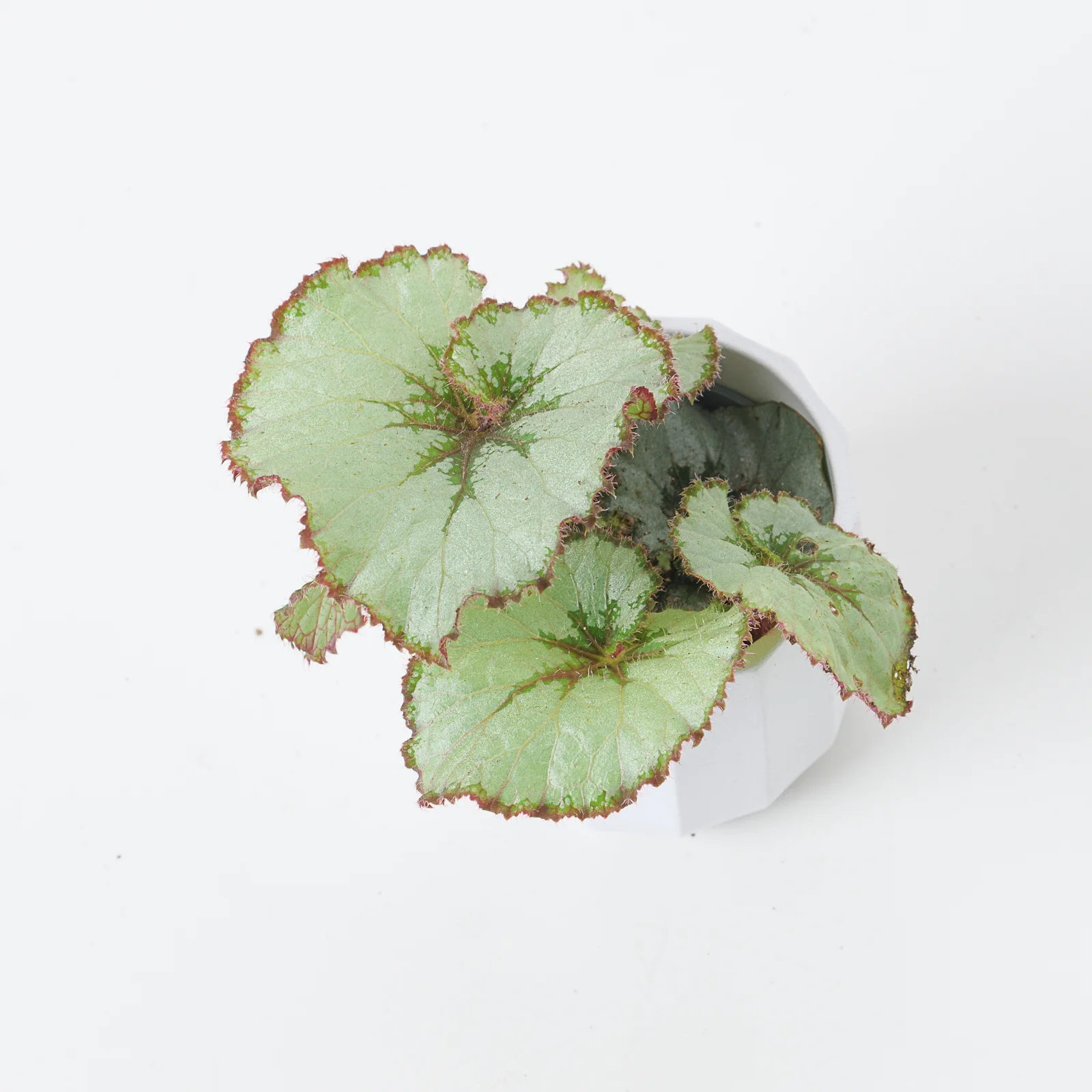 Begonia Escargot - Image 2