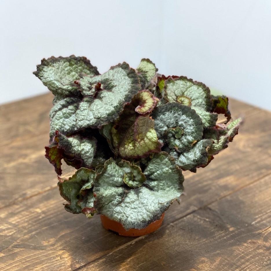Begonia Escargot - Image 3