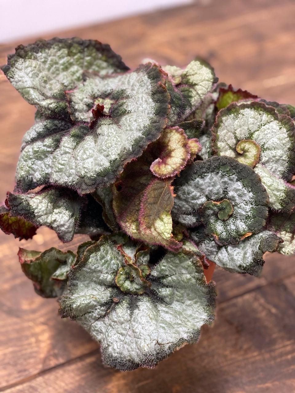 Begonia Escargot - Image 4