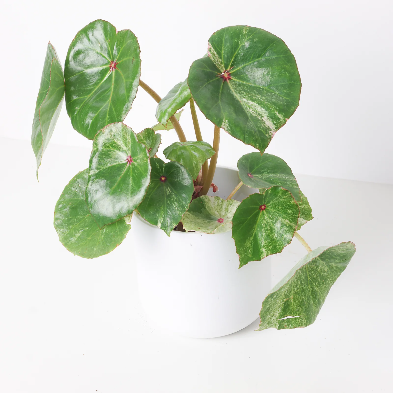 Begonia Rouge Variegated