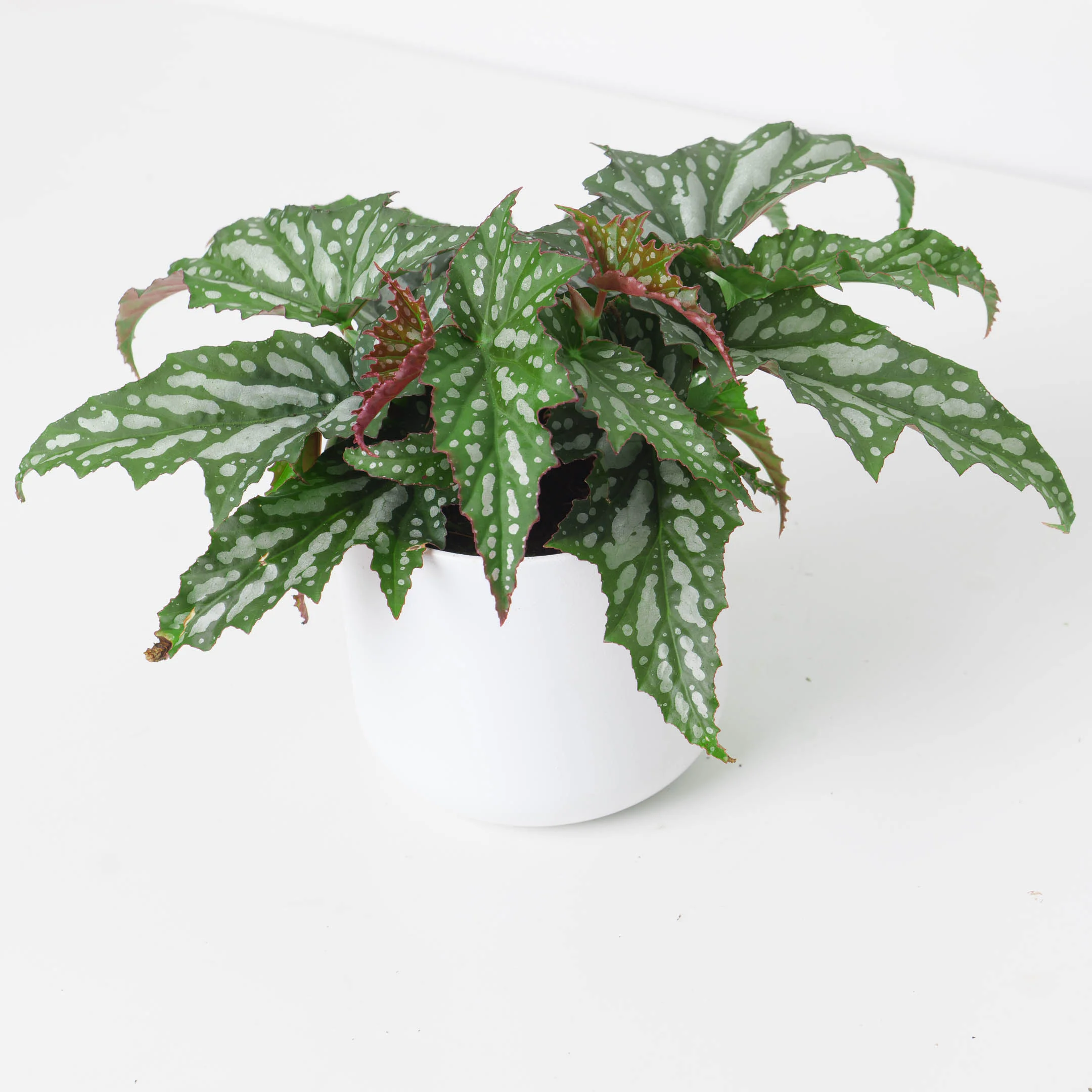 Begonia 'Sherwood Forest'