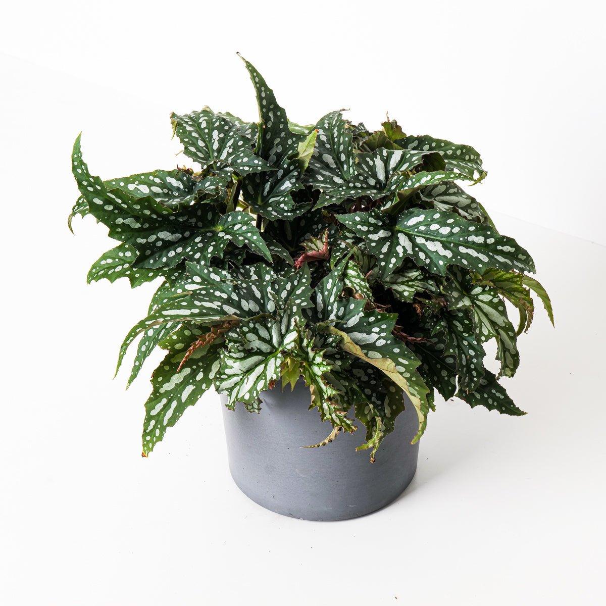 Begonia 'Sherwood Forest' - Image 2