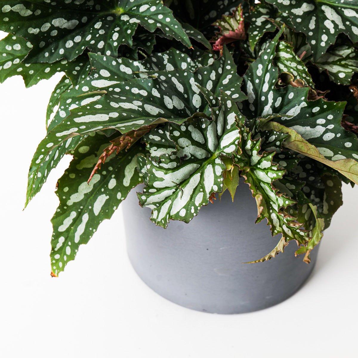 Begonia 'Sherwood Forest' - Image 3