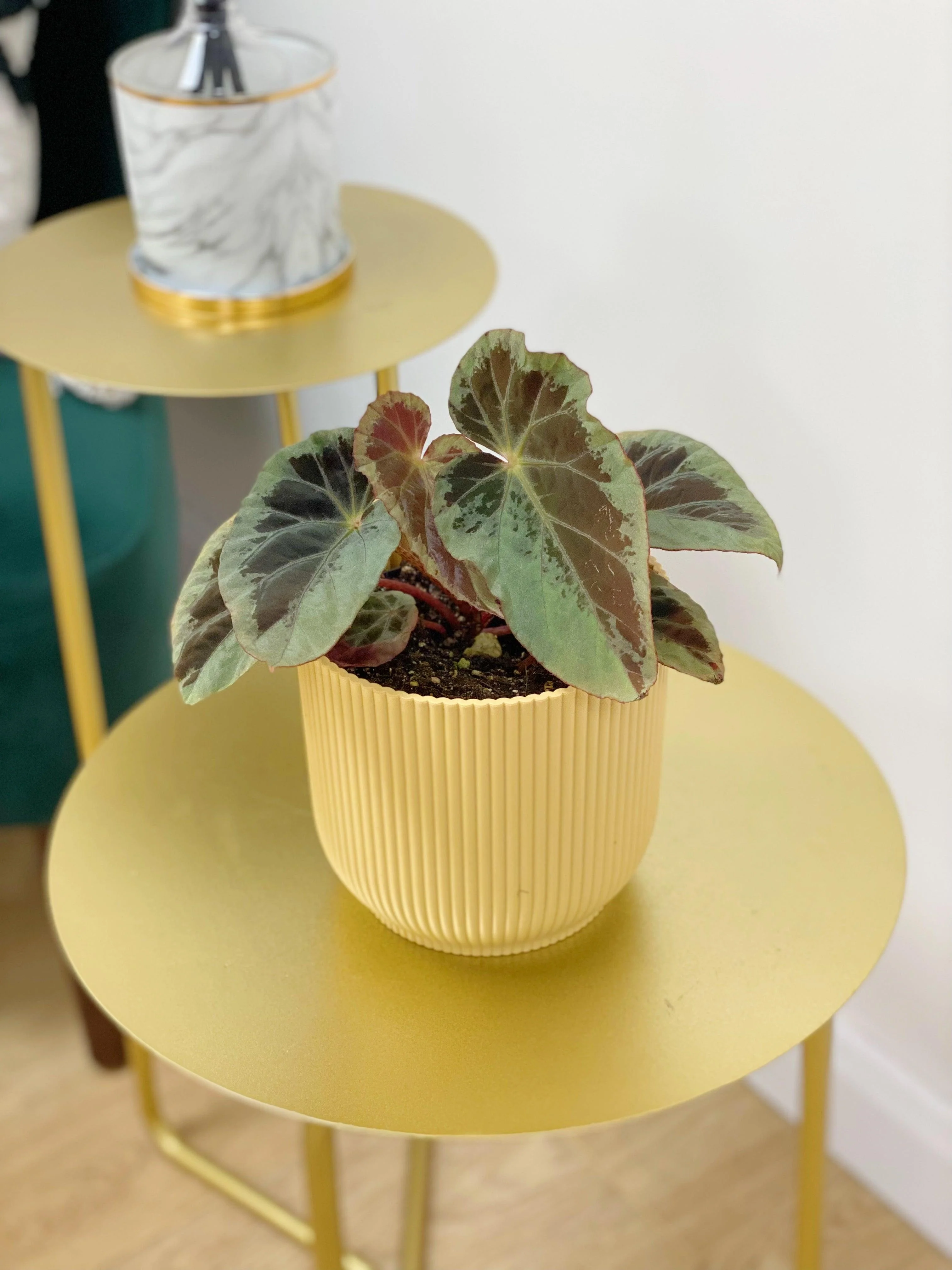 Begonia Burkillii Silver Edge