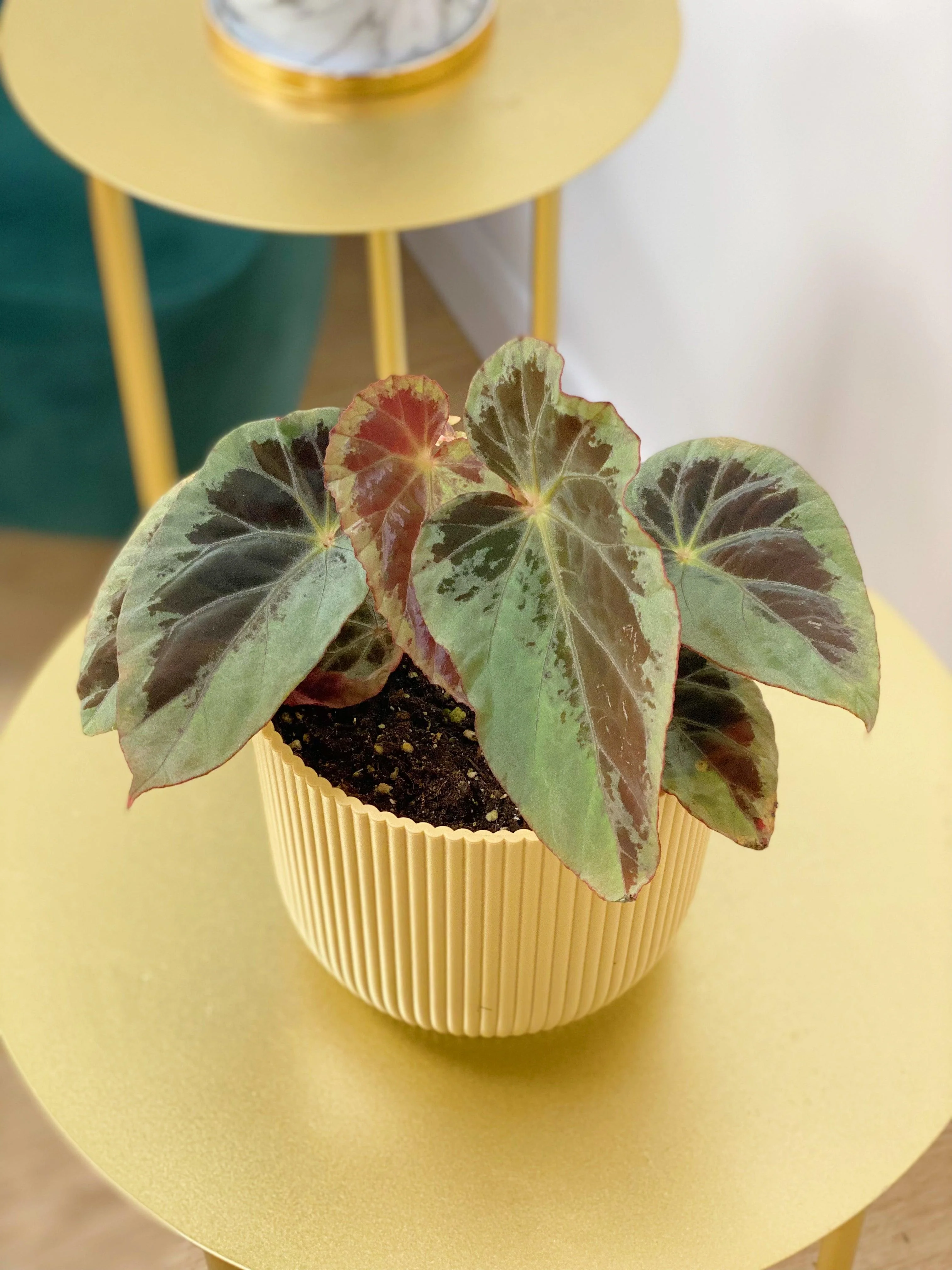 Begonia Burkillii Silver Edge - Image 2