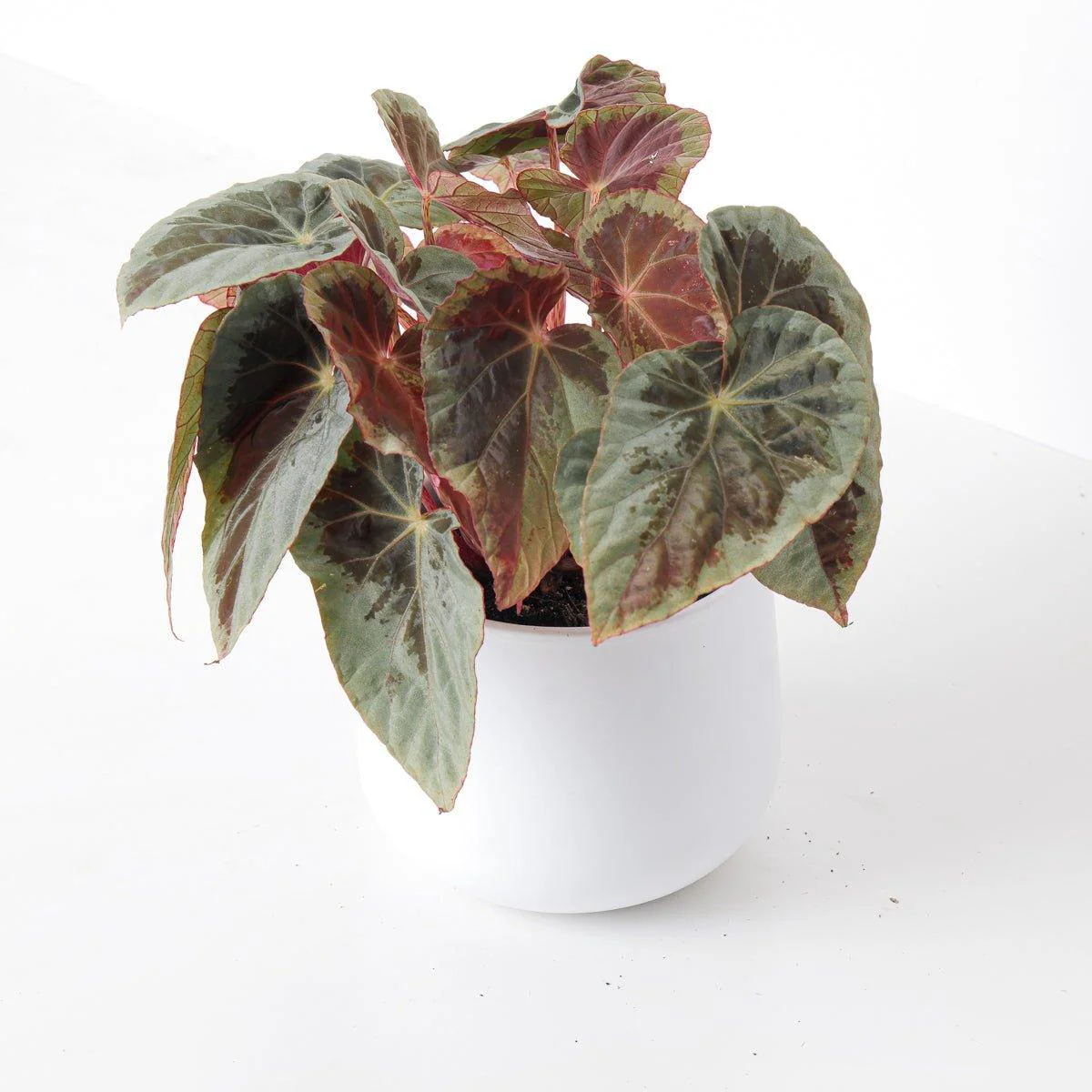 Begonia Burkillii Silver Edge - Image 3