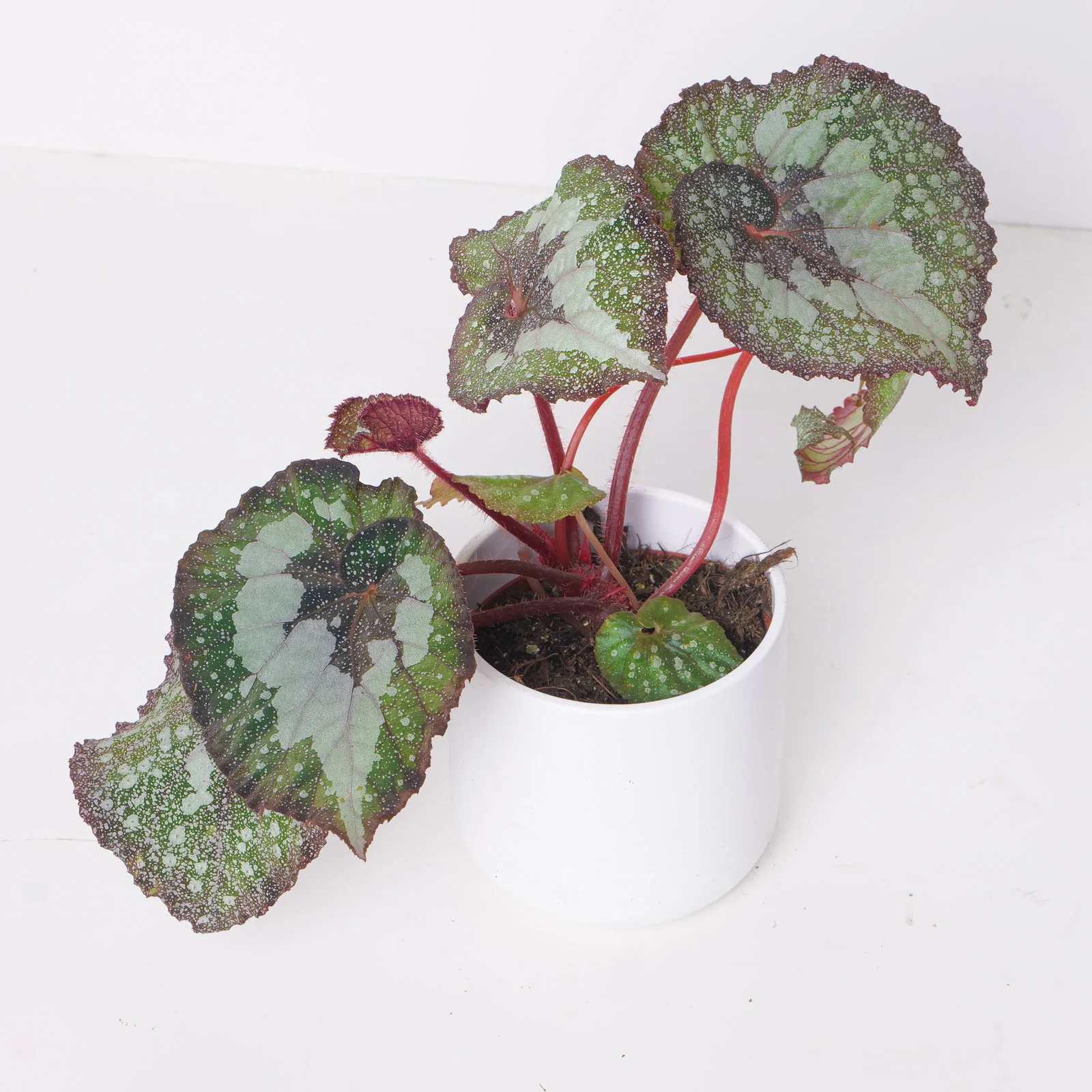 Begonia 'Speckled'