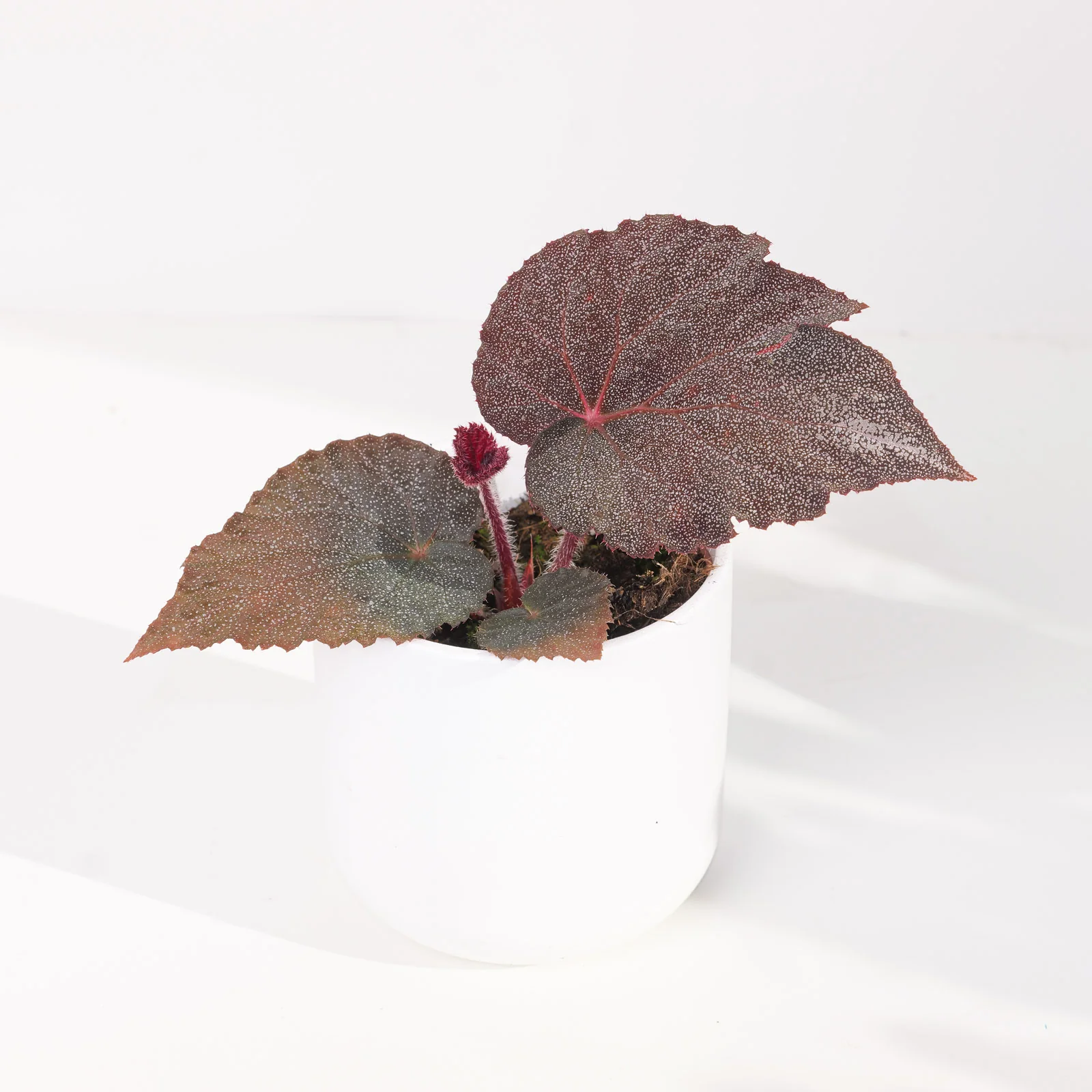 Begonia 'Taconite'