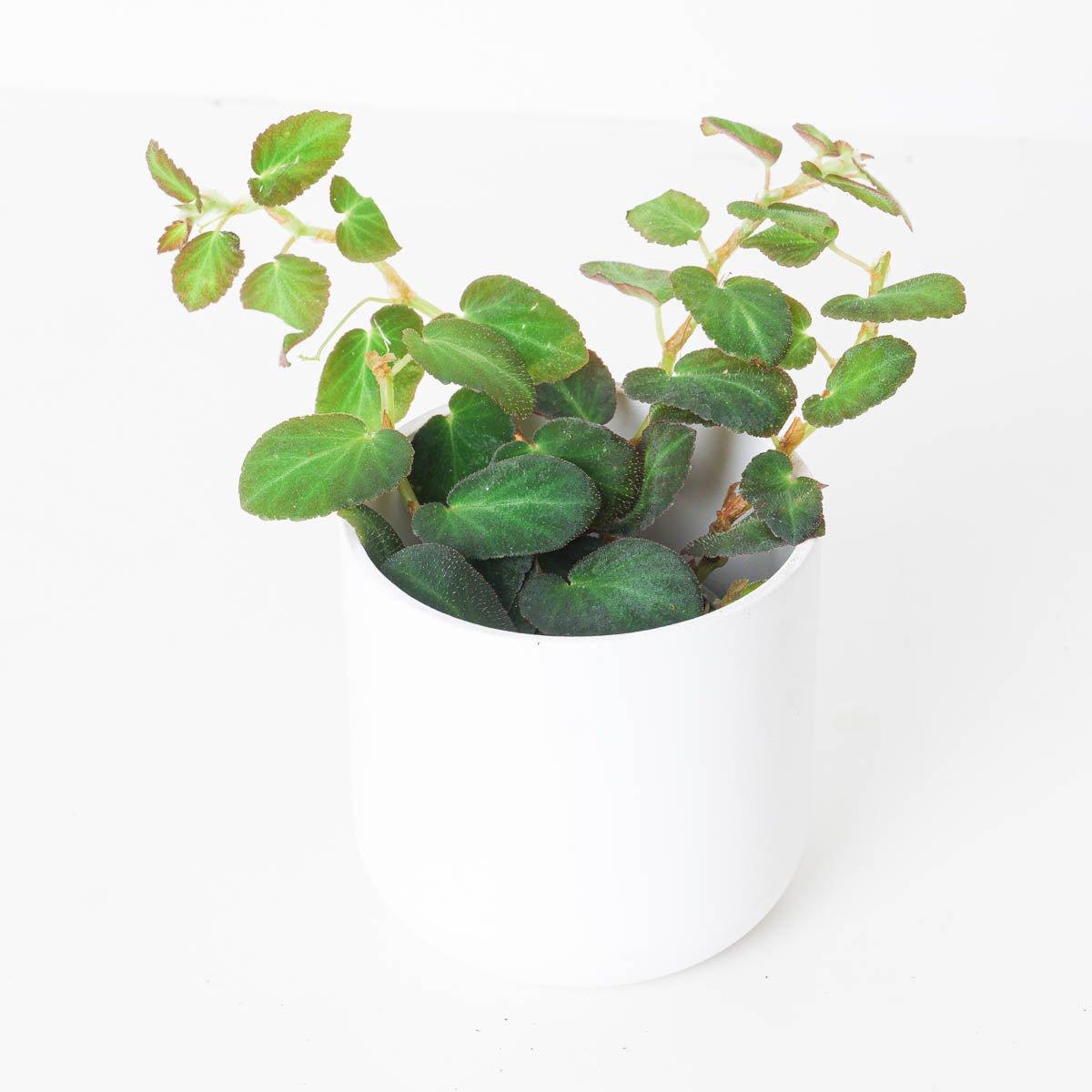 Begonia thelmae