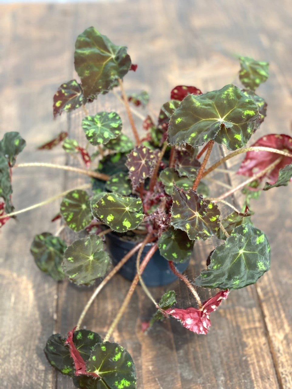 Begonia Bowerae 'Tiger' - Image 3