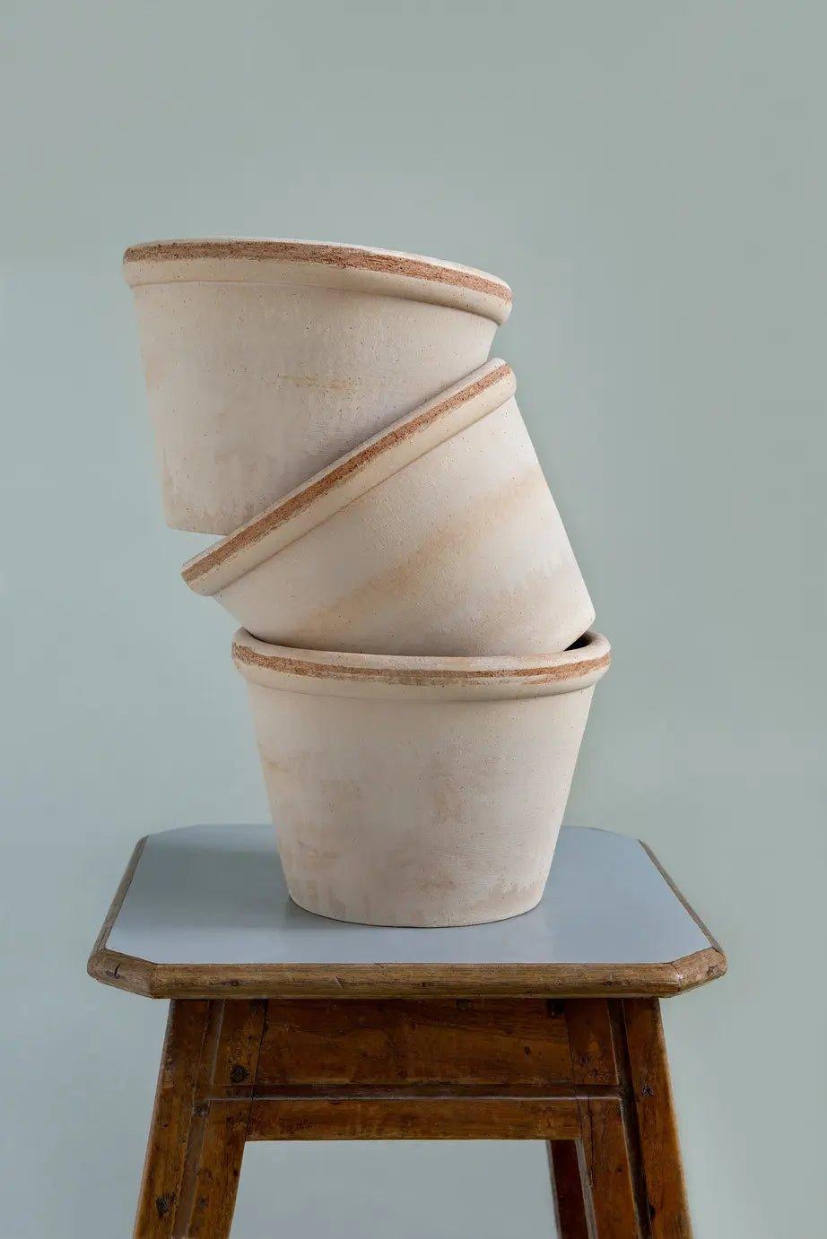 Bergs Potter Parade Pot Rose with Saucer