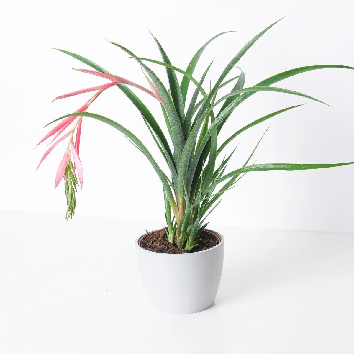 Bilbergia x Windii