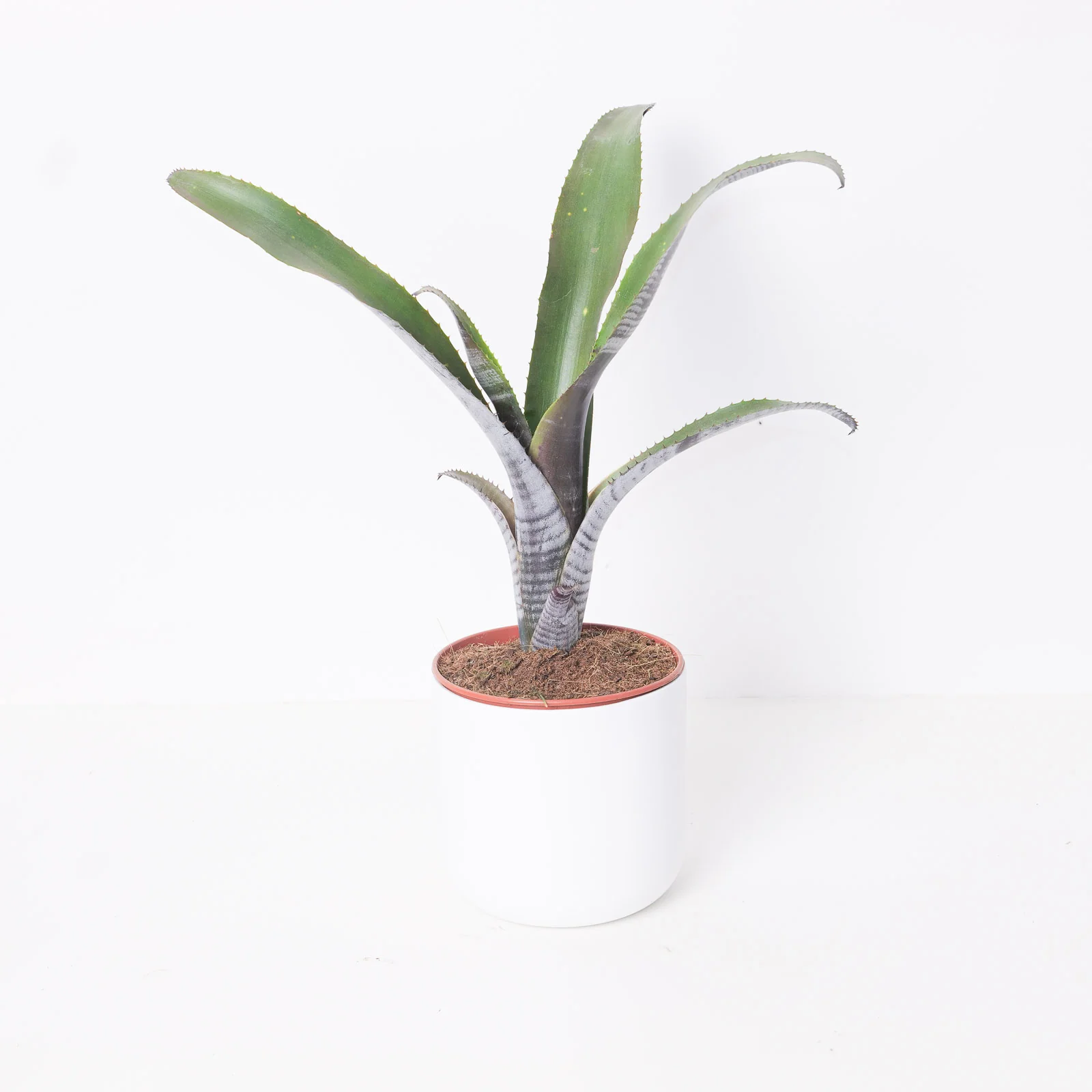 Billbergia vittata