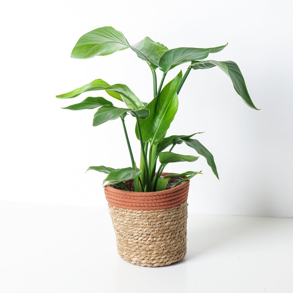 Strelitzia Nicolai | White Bird of Paradise