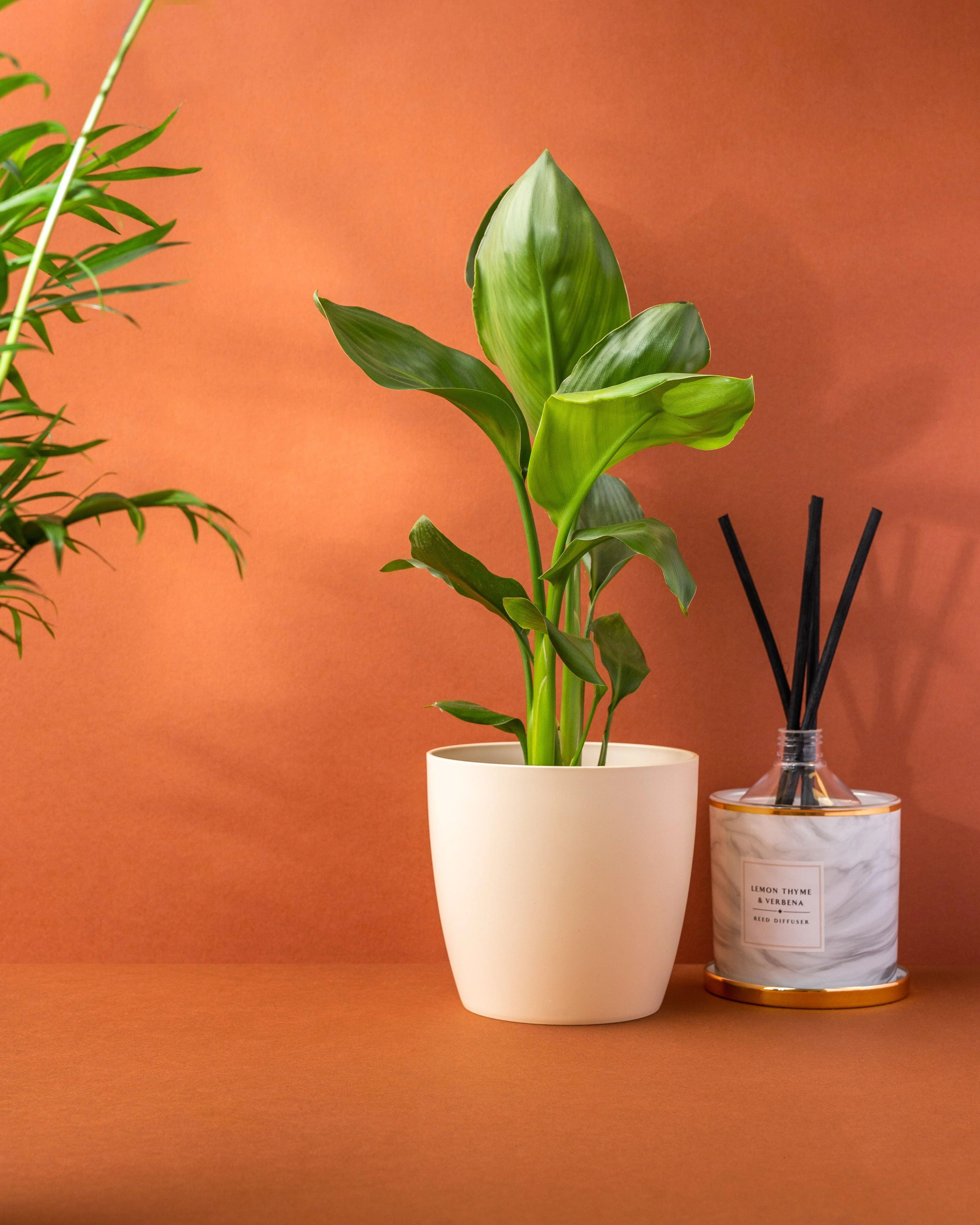 Strelitzia Nicolai | White Bird of Paradise - Image 2