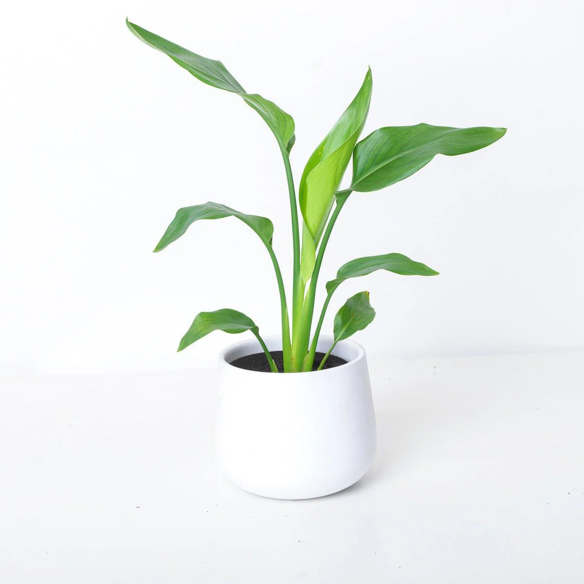 Strelitzia Reginae | Bird of Paradise