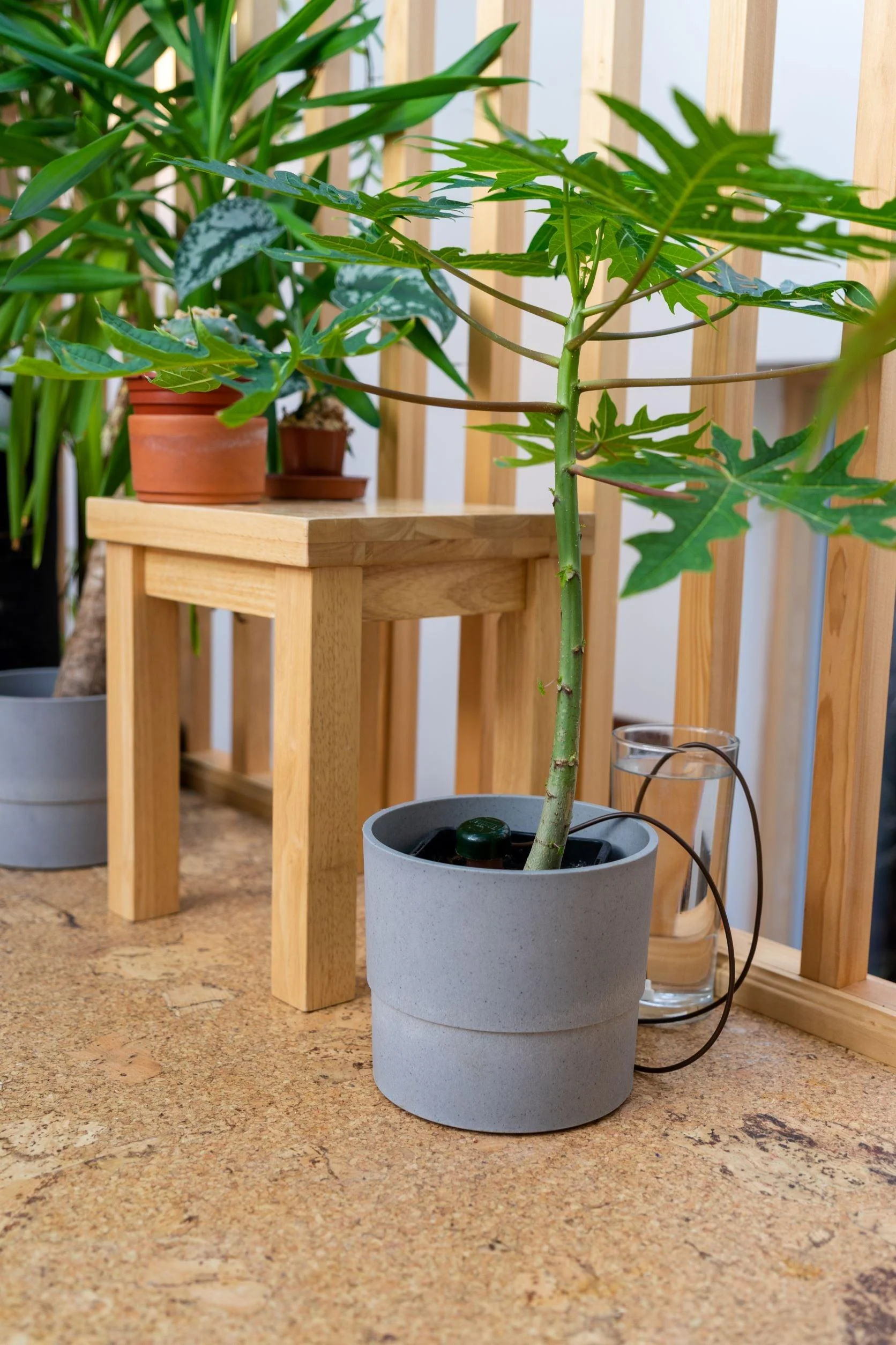 Blumat Classic | Simple Self-Watering System - Image 3
