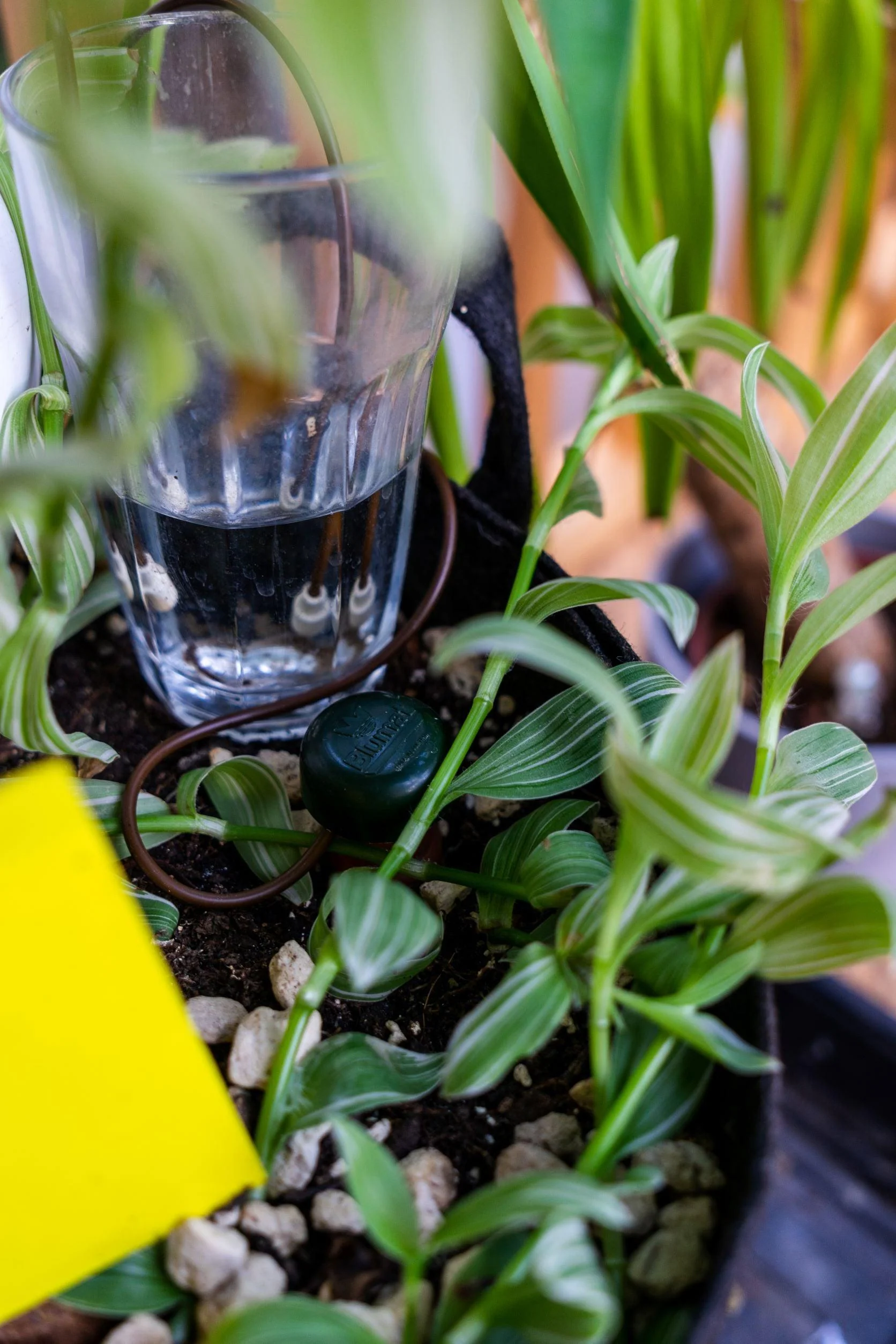 Blumat Classic | Simple Self-Watering System - Image 5