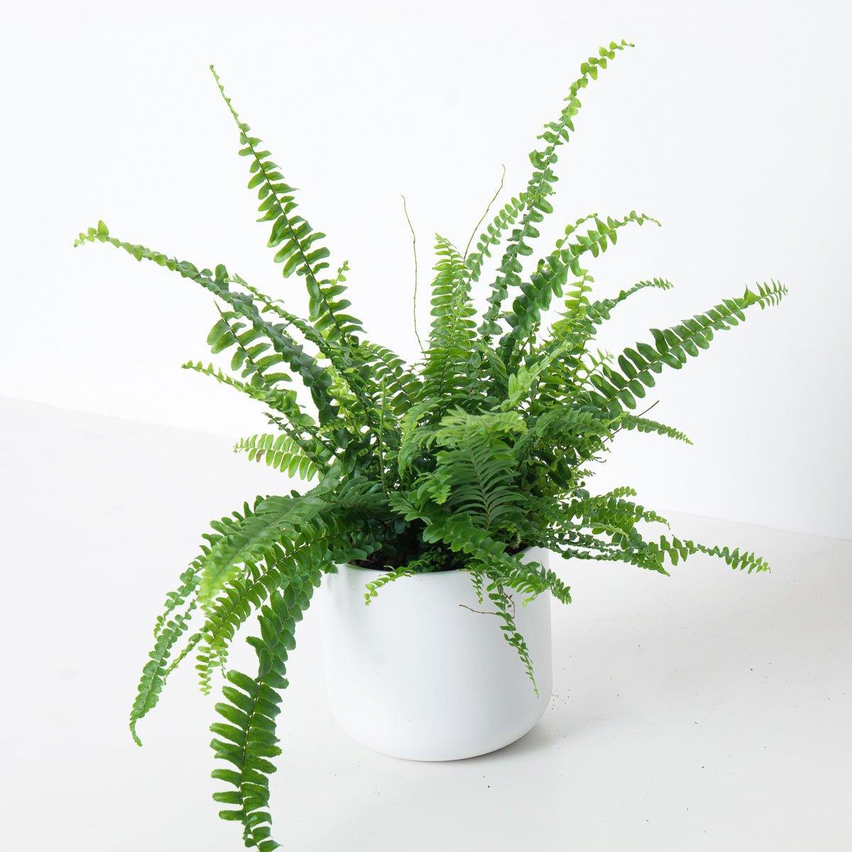 Boston Fern | Nephrolepis Exaltata Green Lady