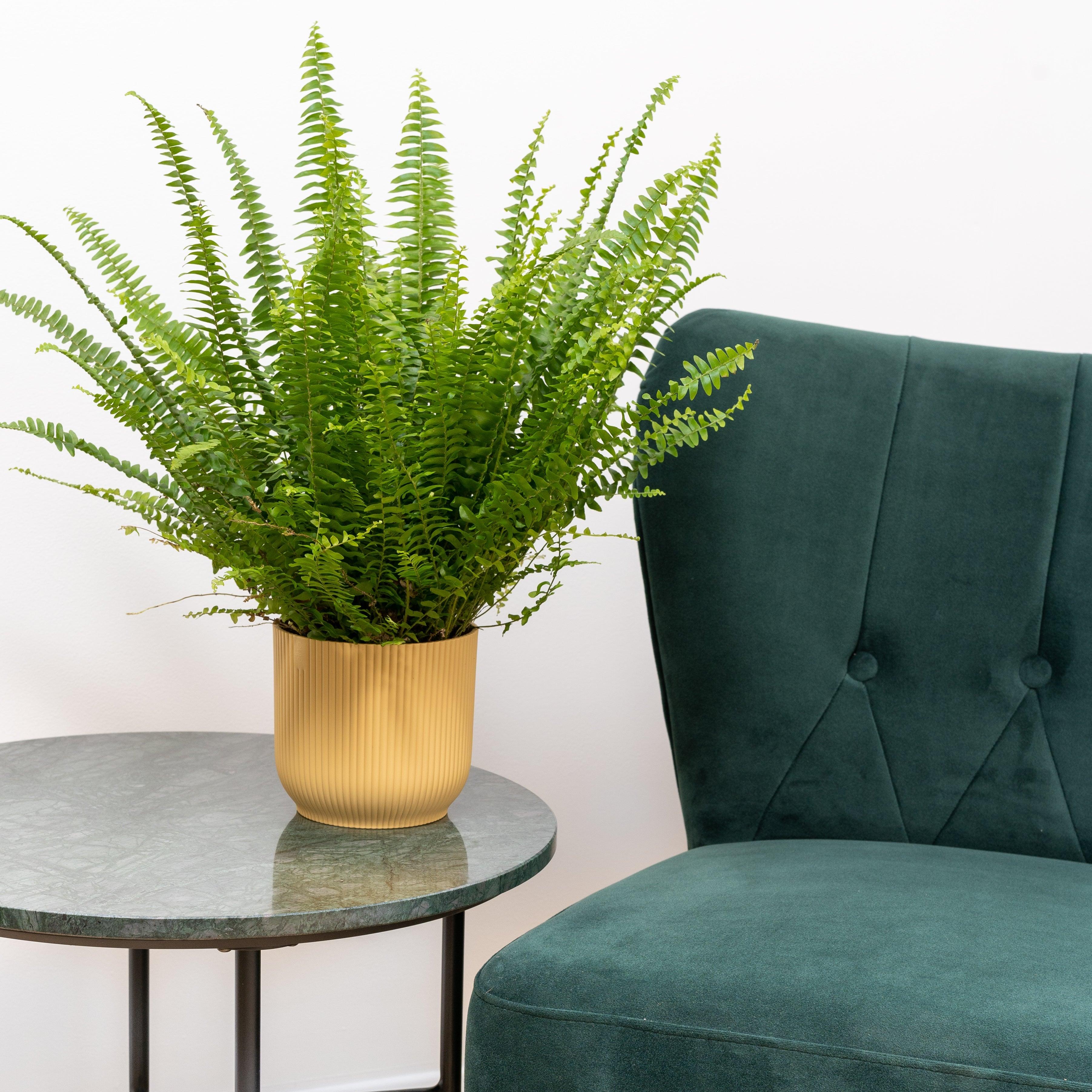 Boston Fern | Nephrolepis Exaltata Green Lady - Image 2
