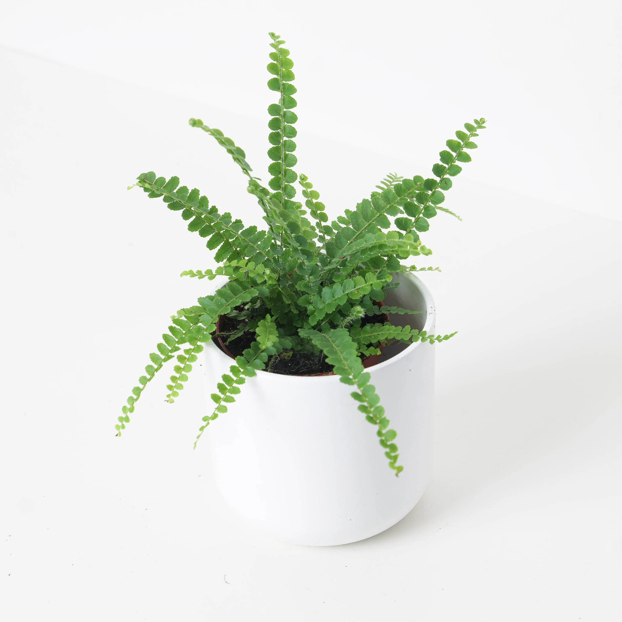 Boston Fern | Nephrolepis duffii - Image 2