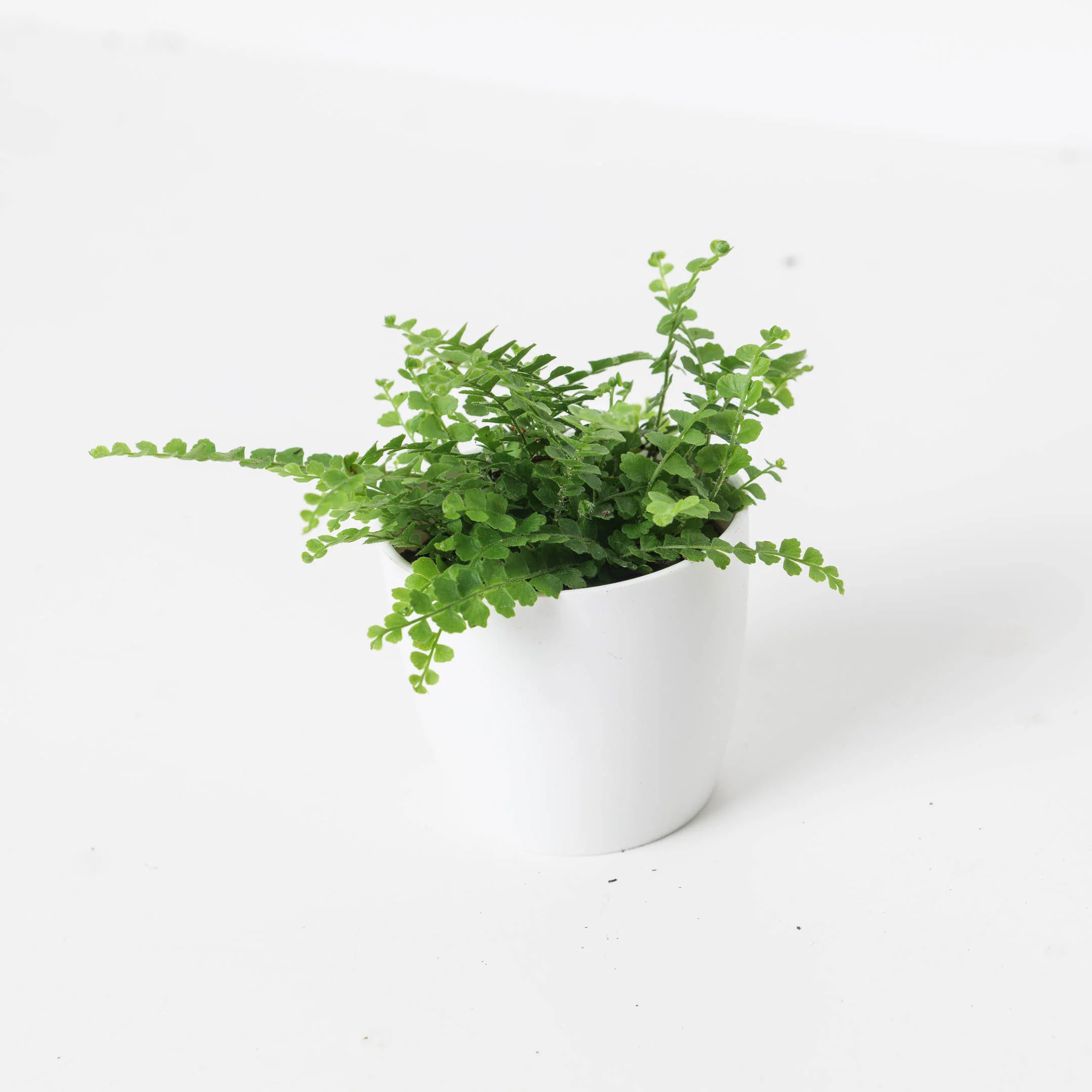 Boston Fern | Nephrolepis duffii - Image 3