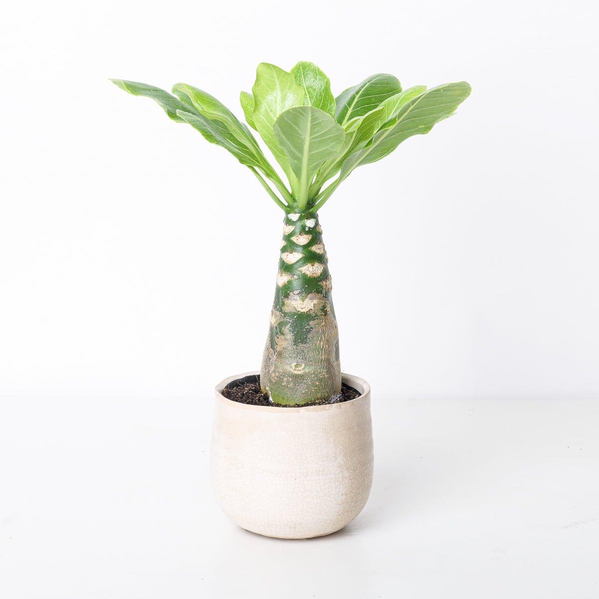 Brighamia insignis | Hawaiian Palm