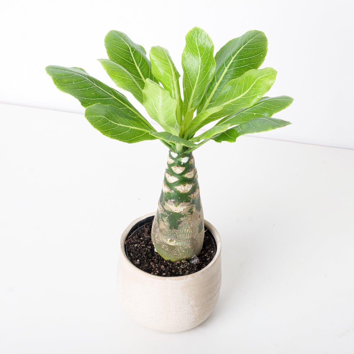 Brighamia insignis | Hawaiian Palm - Image 2