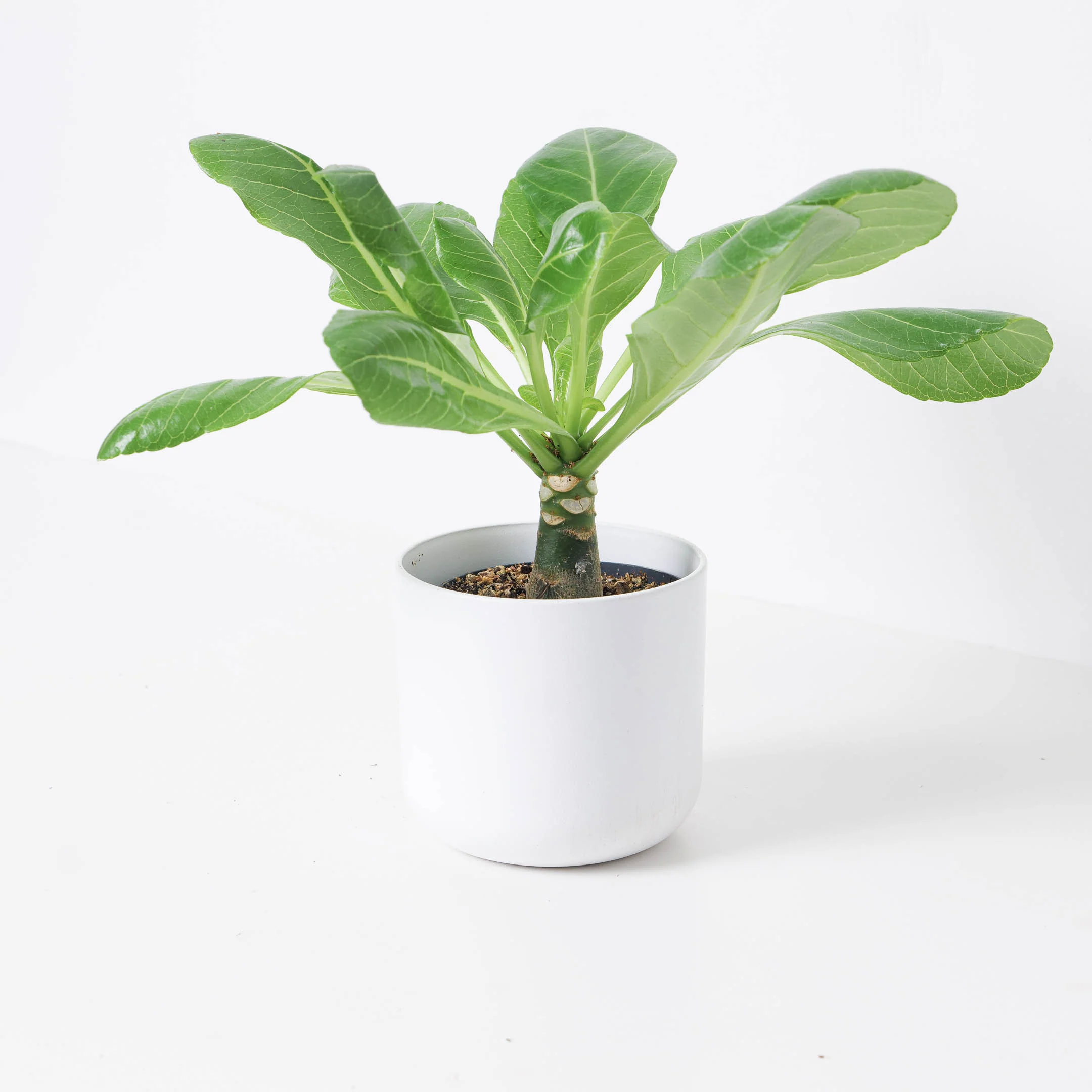 Brighamia insignis | Hawaiian Palm - Image 3