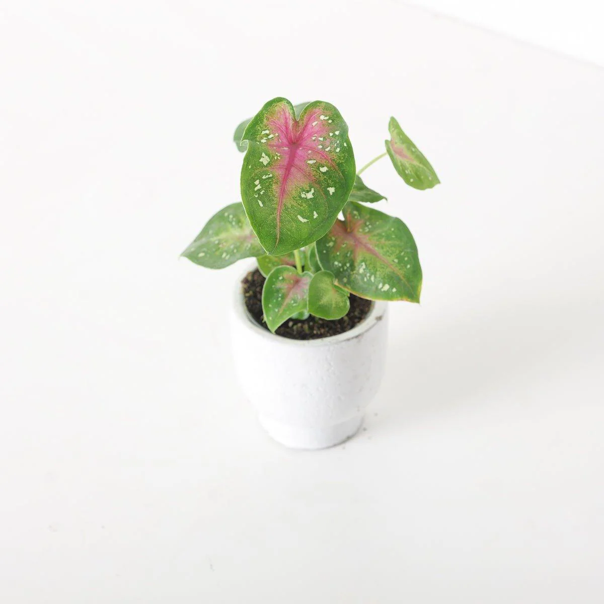 Caladium 'Casey'